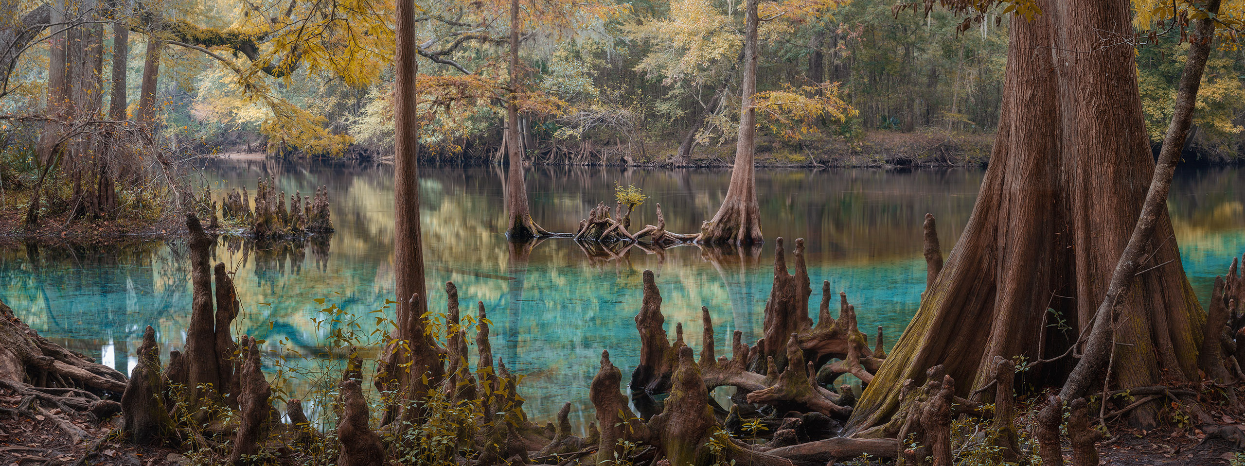 Cypresses, Springs and Birds. Pet, Senior, Landscape, portrait studio, photographer in Miami and Sou