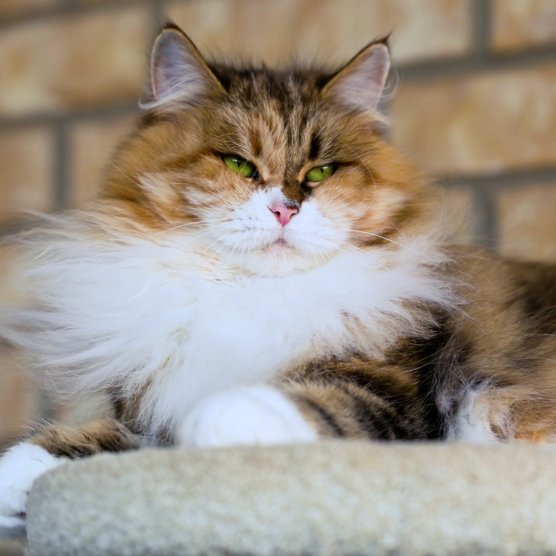 Calico Siberian queen nurturing her kitten in a cozy perch - gentle and attentive mother cat