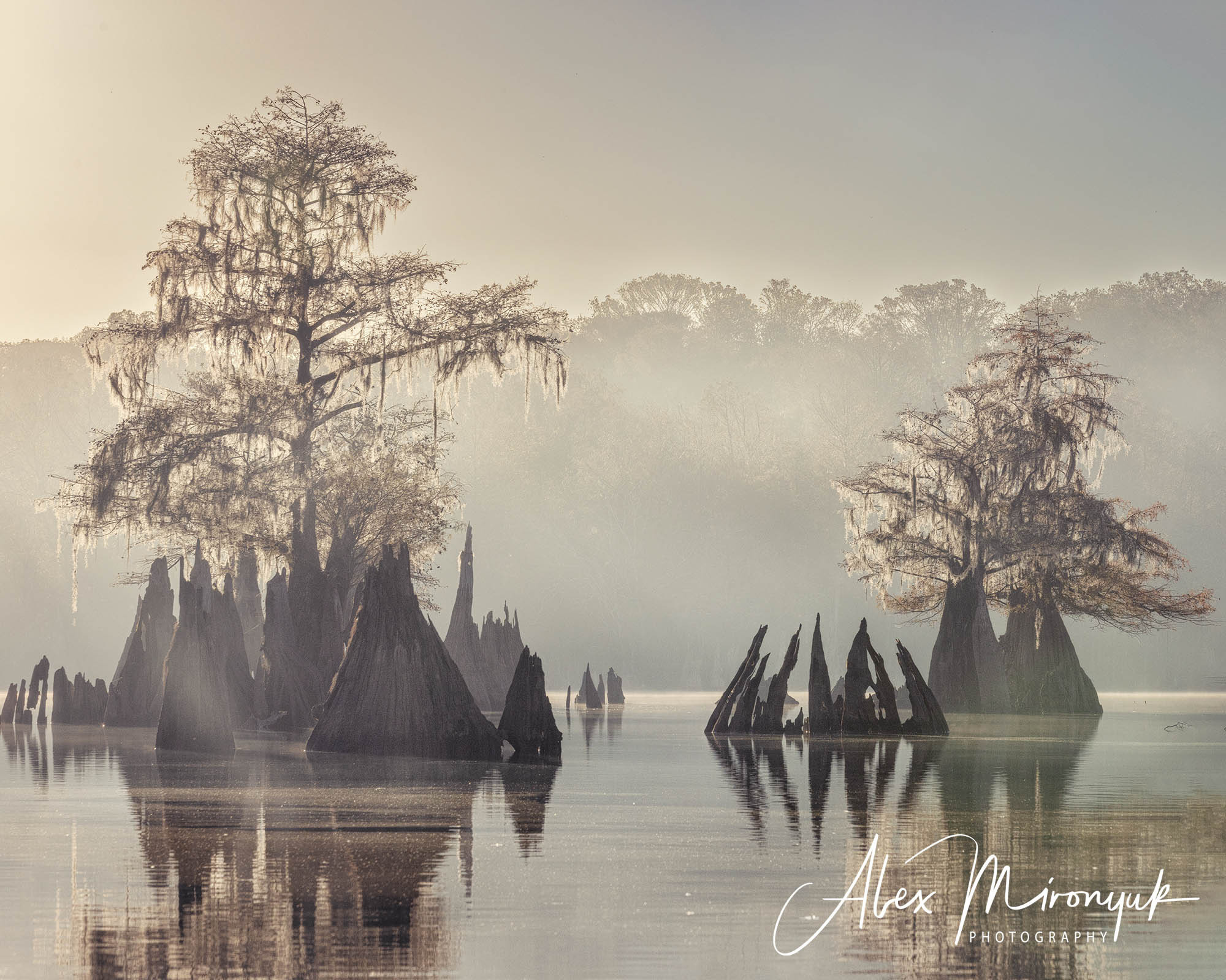 Cypress Fairy Tale. Pet, Senior, Landscape, portrait studio, photographer in Miami and Sou