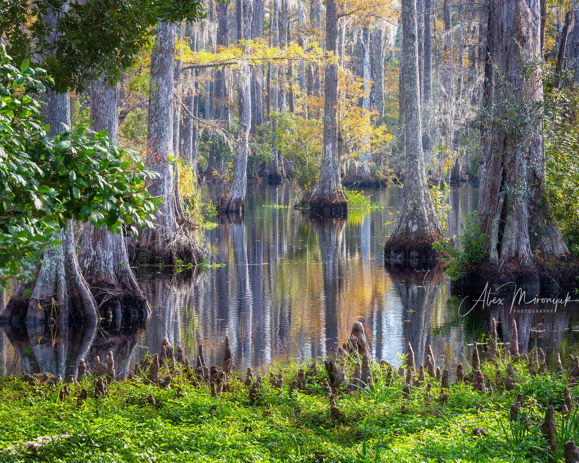 Cypress Swamps Adventure. Alex Mironyuk Photography