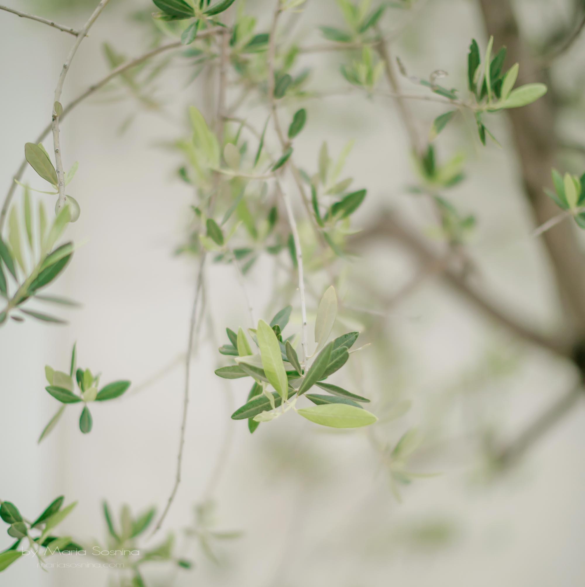 Porto Montenegro - en del av det virkelige Europa på Balkan