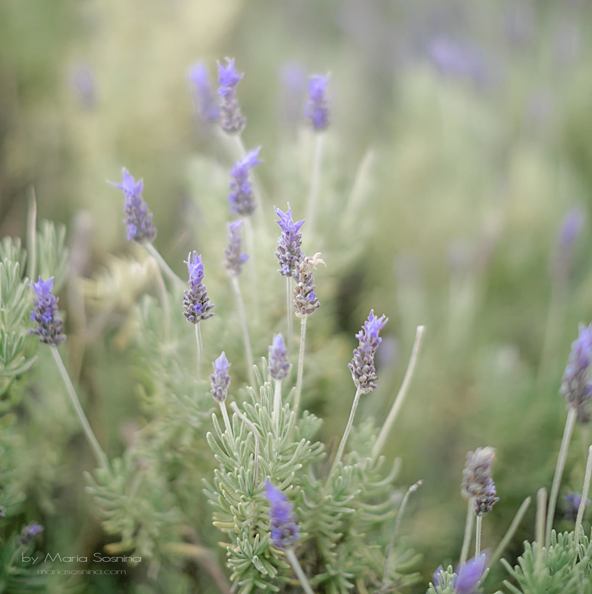 Porto Montenegro - en del av det virkelige Europa på Balkan