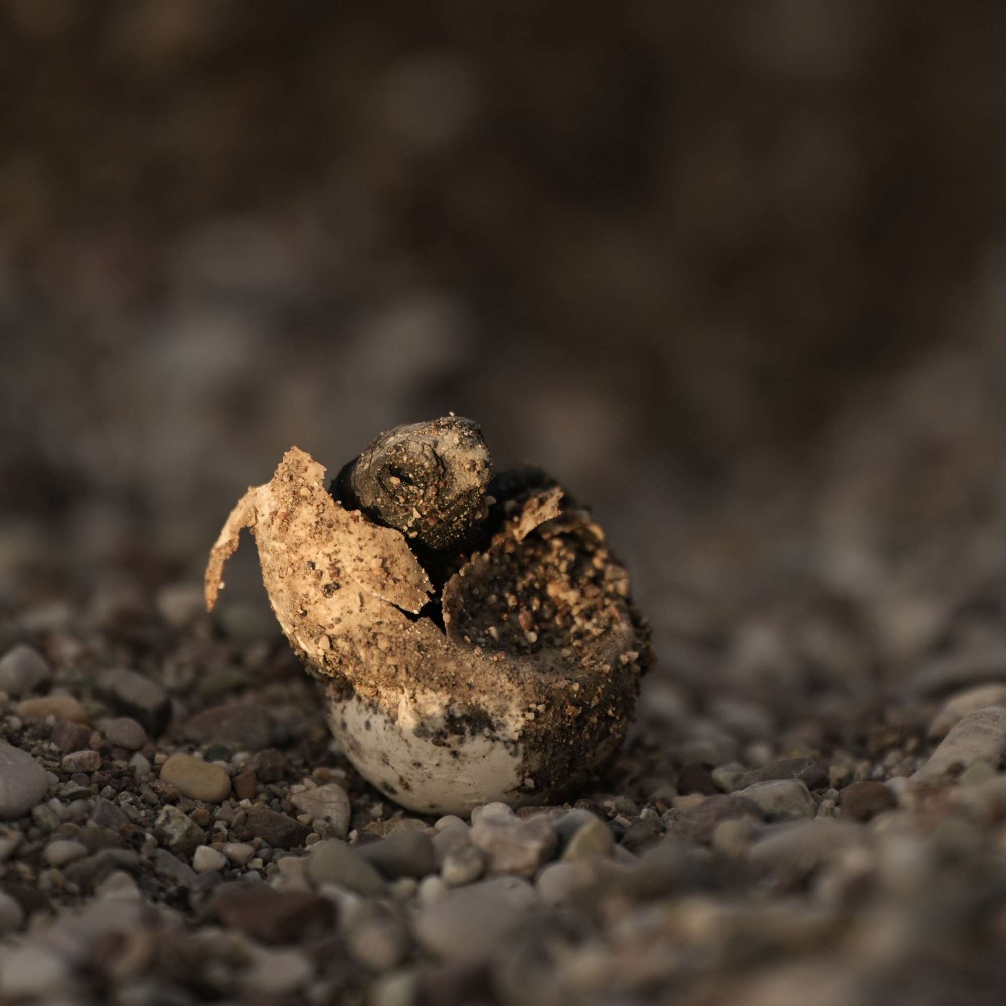 Caretta caretta Sea turtle