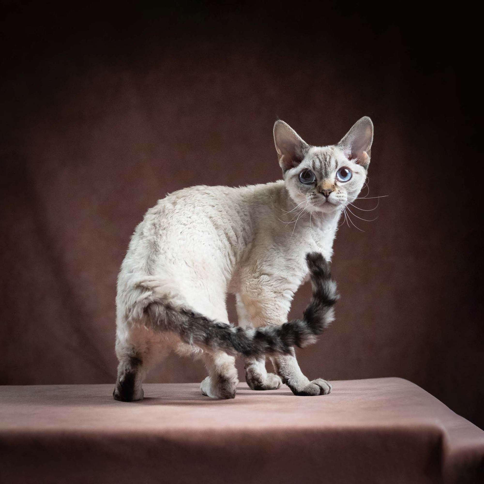 OUR KINGS and QUEENS. Devon Rex Pixie Cattery