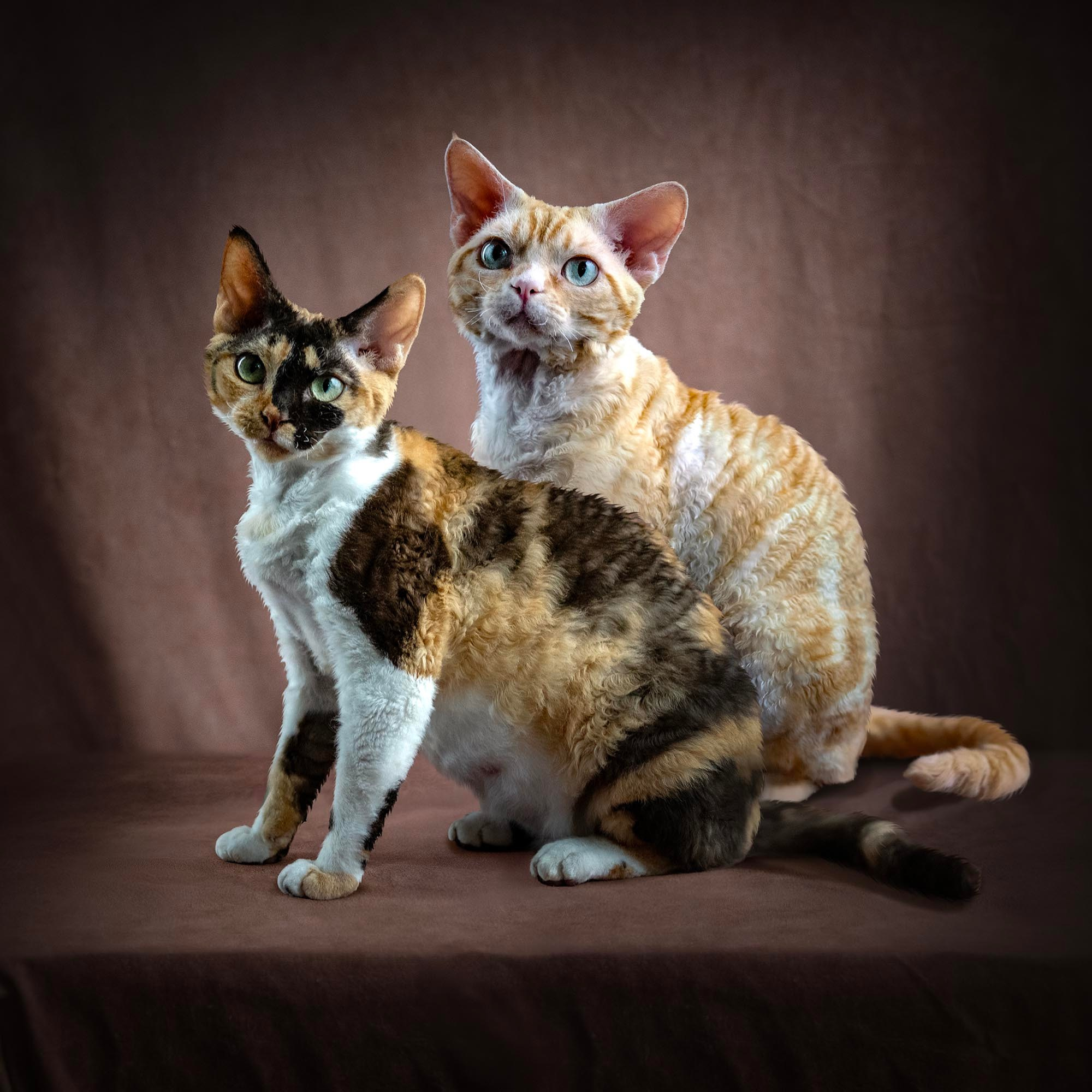 KITTENS. Devon Rex Pixie Cattery