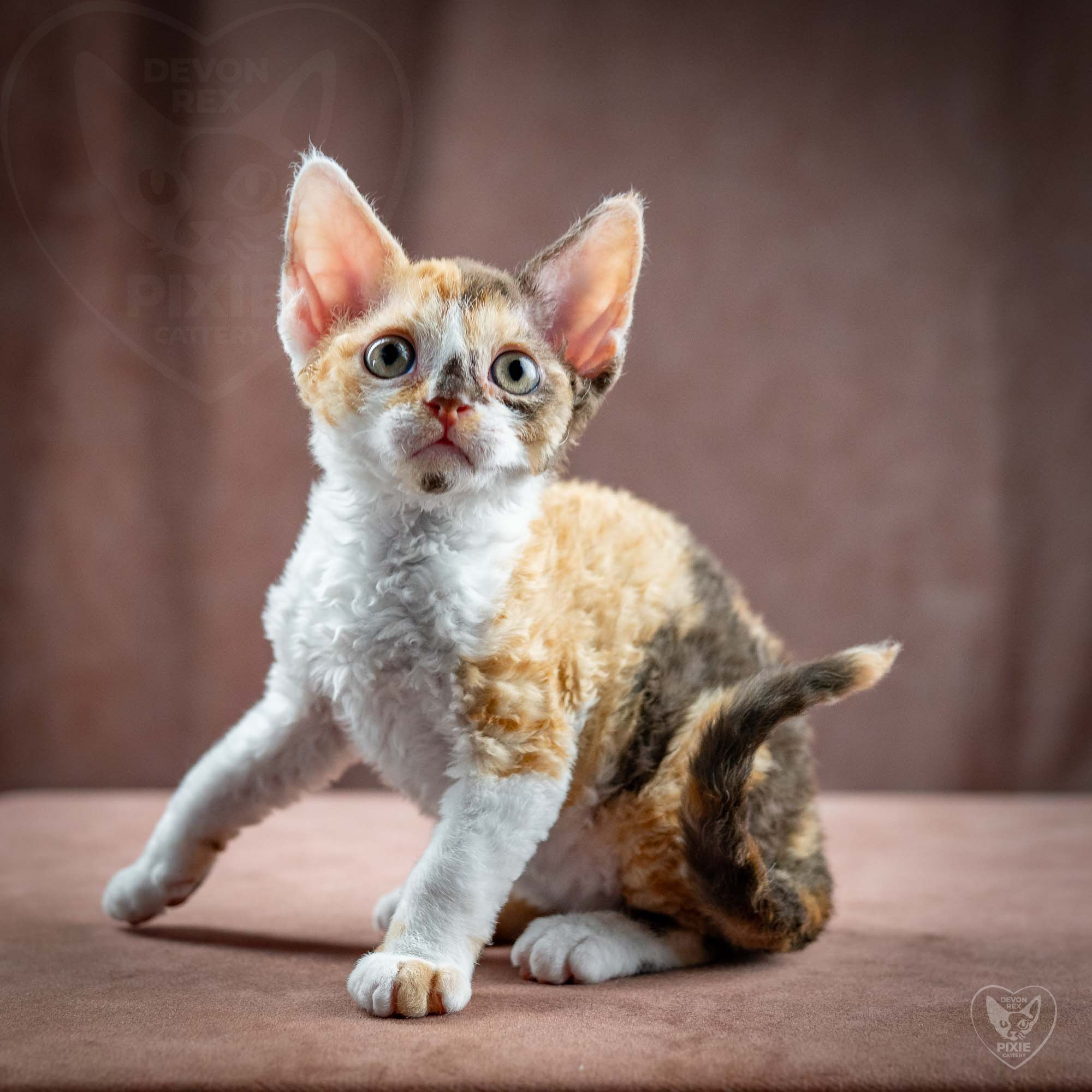 KITTENS. Devon Rex Pixie Cattery