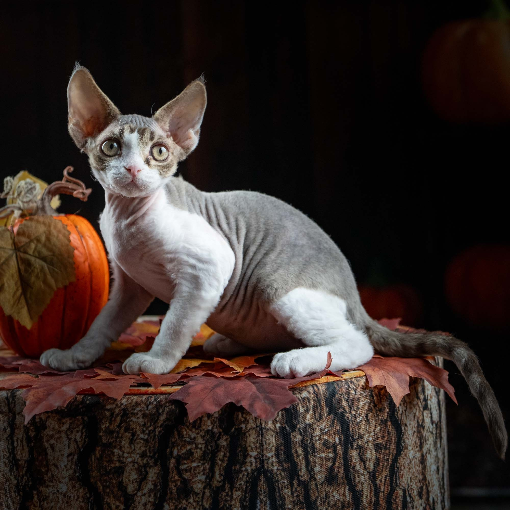 Eddie, boy, born on 06.09.24 Sold. Devon Rex Pixie Cattery