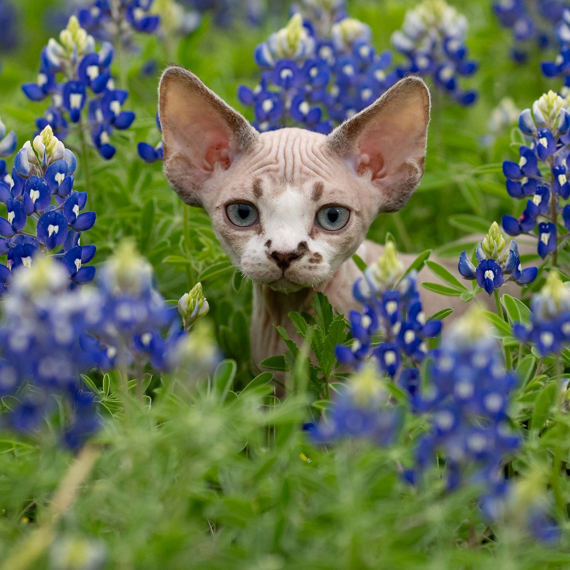 KITTENS. Devon Rex Pixie Cattery