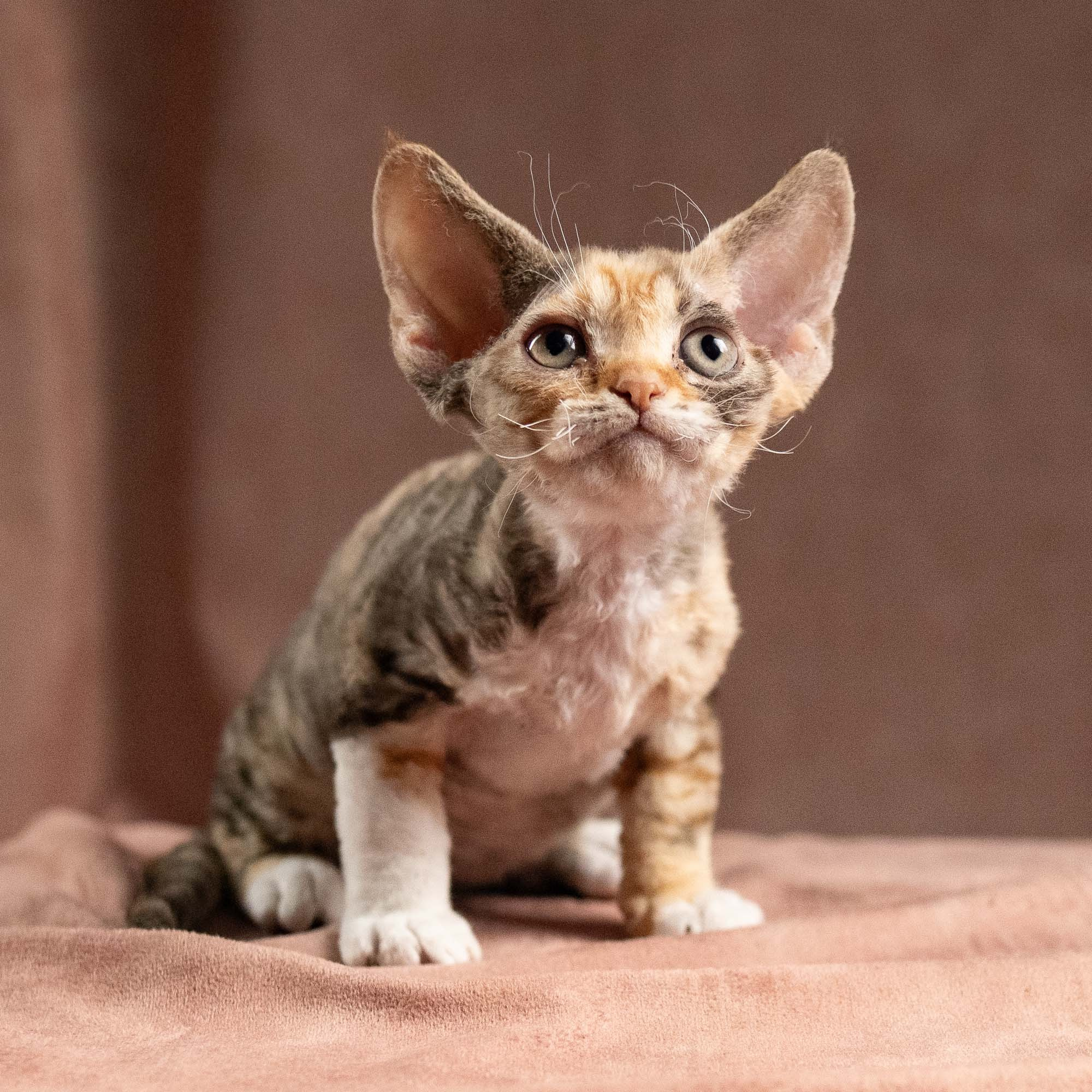 KITTENS. Devon Rex Pixie Cattery