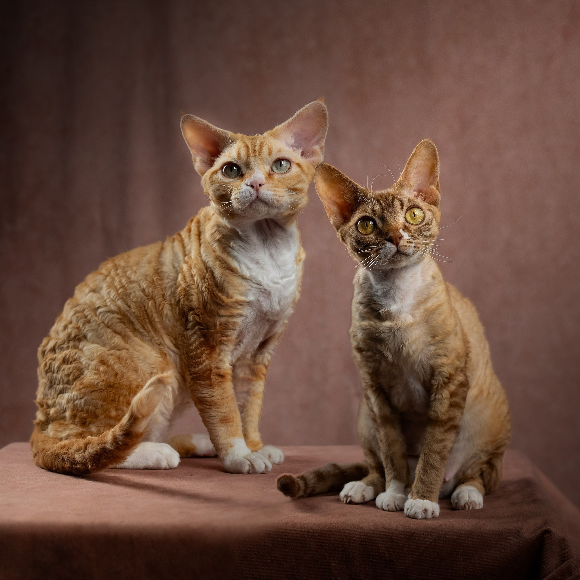 KITTENS. Devon Rex Pixie Cattery