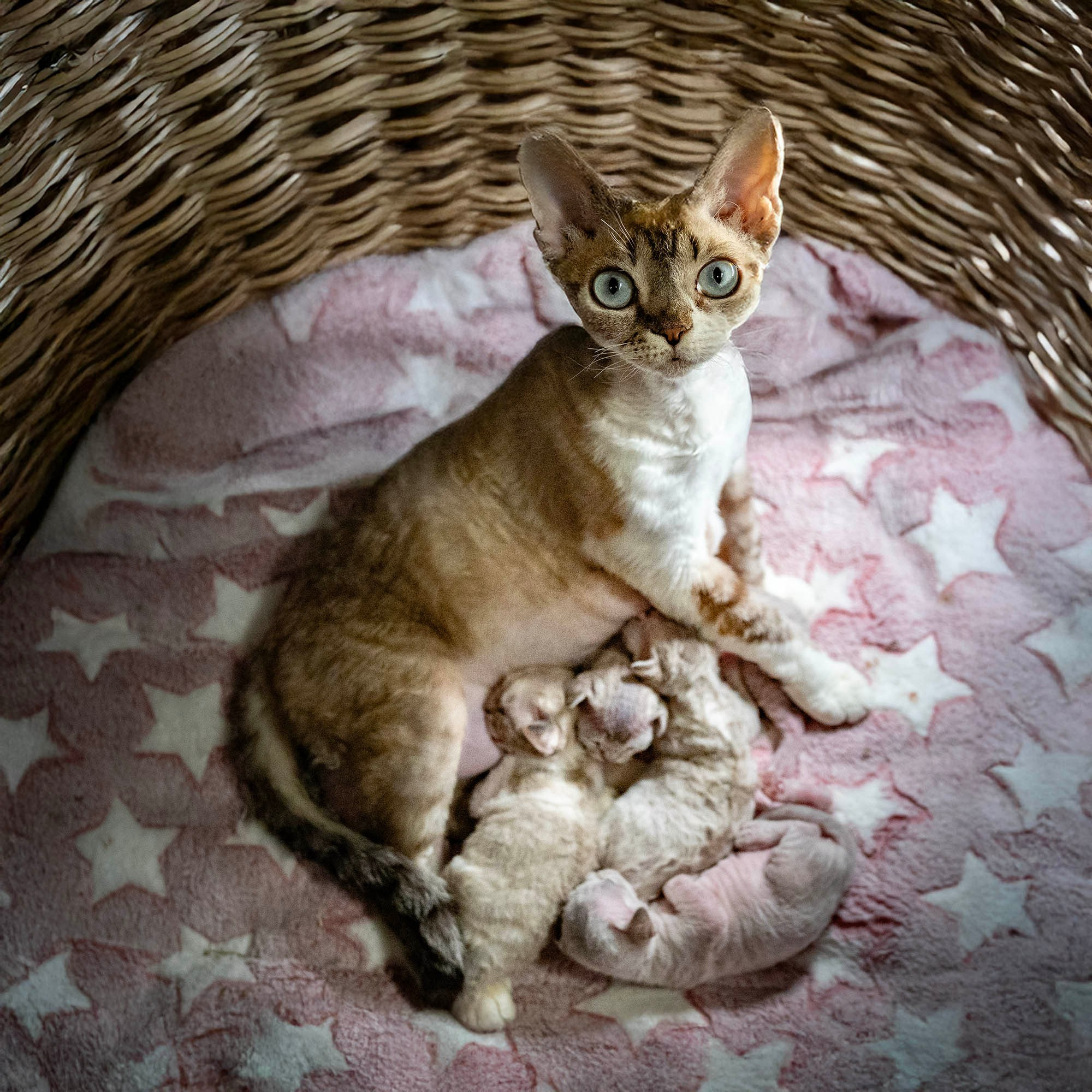 KITTENS. Devon Rex Pixie Cattery
