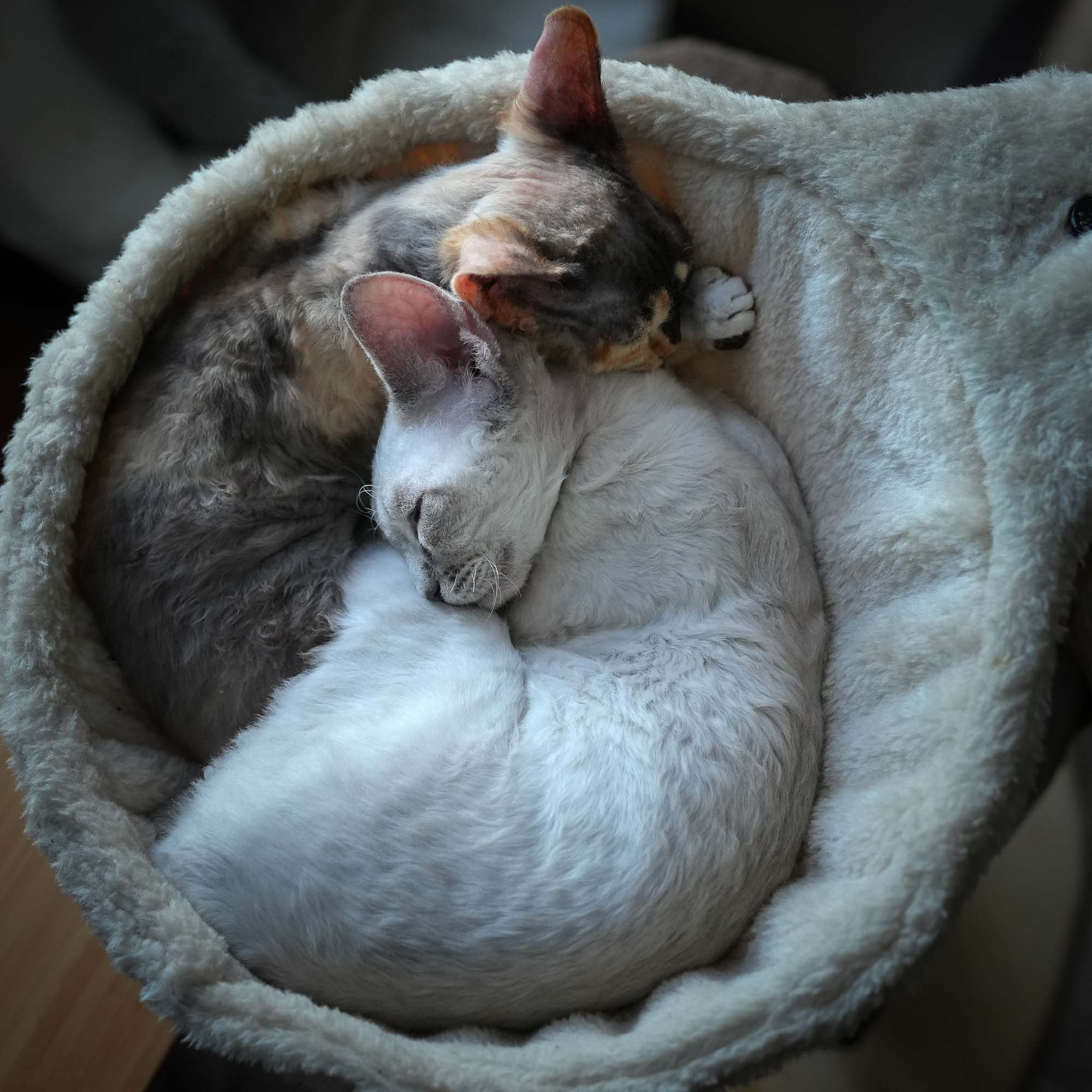 Adopting a kitten. Devon Rex Pixie Cattery