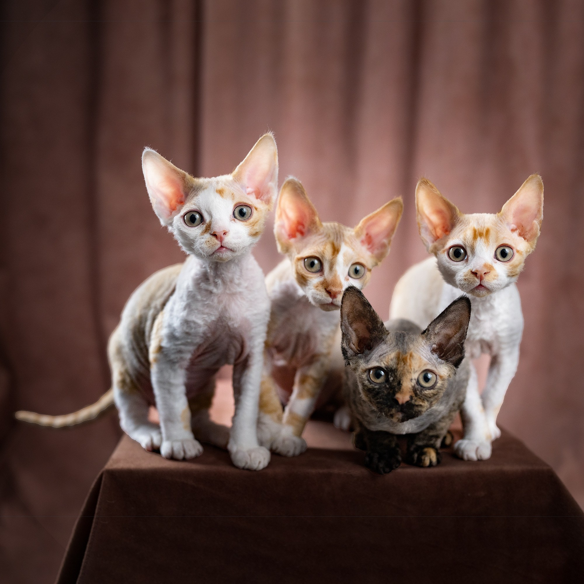 Devon Rex Pixie Cattery