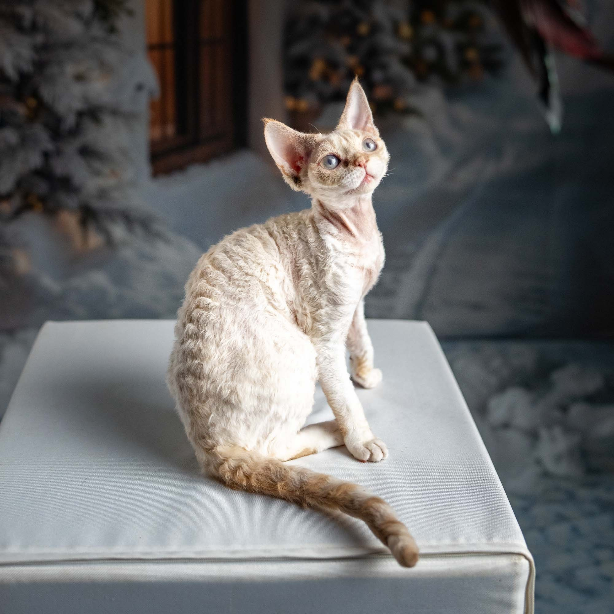 Jessica, girl, born 06.25.2025. Devon Rex Pixie Cattery