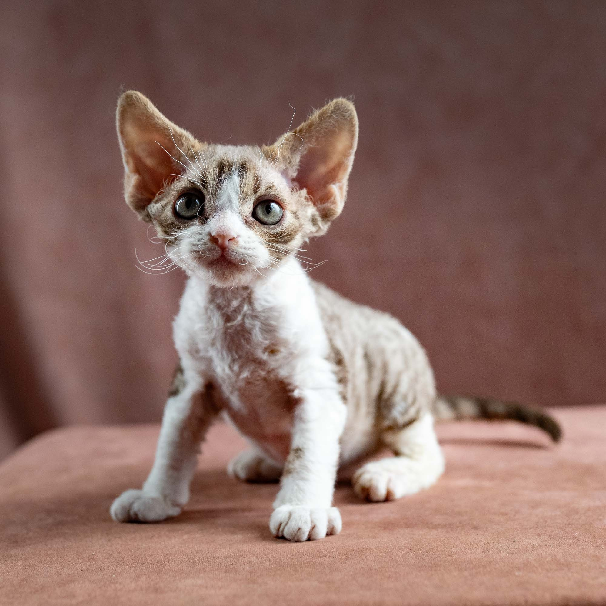 KITTENS. Devon Rex Pixie Cattery