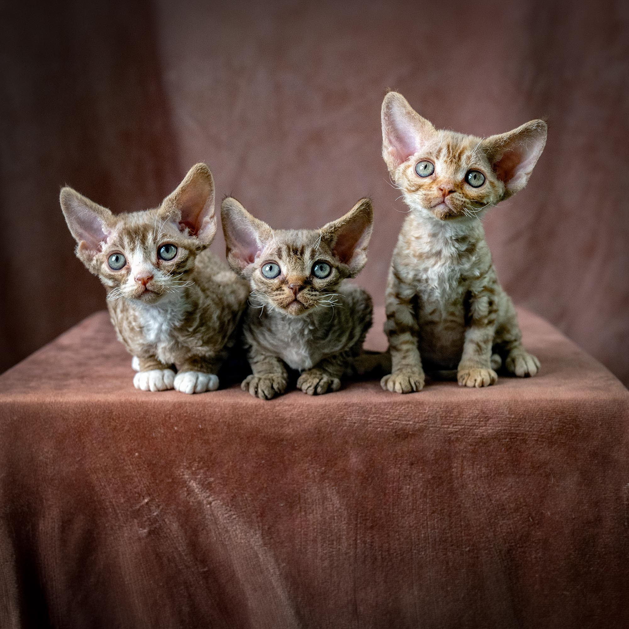 Devon Rex Pixie Cattery