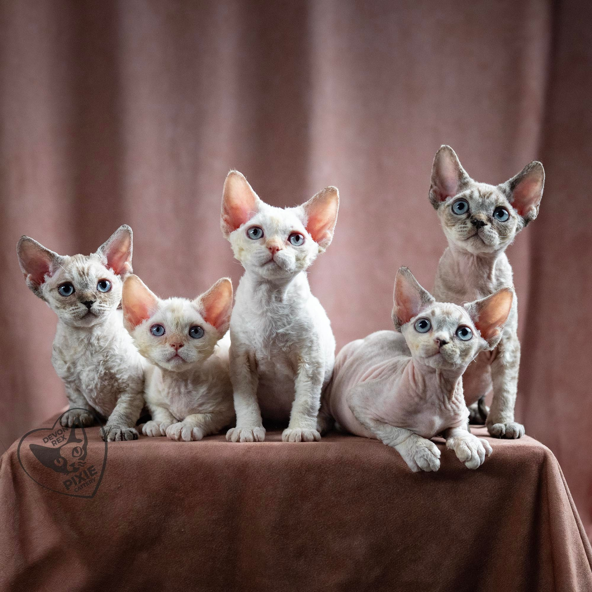 Devon Rex Pixie kittens Texas