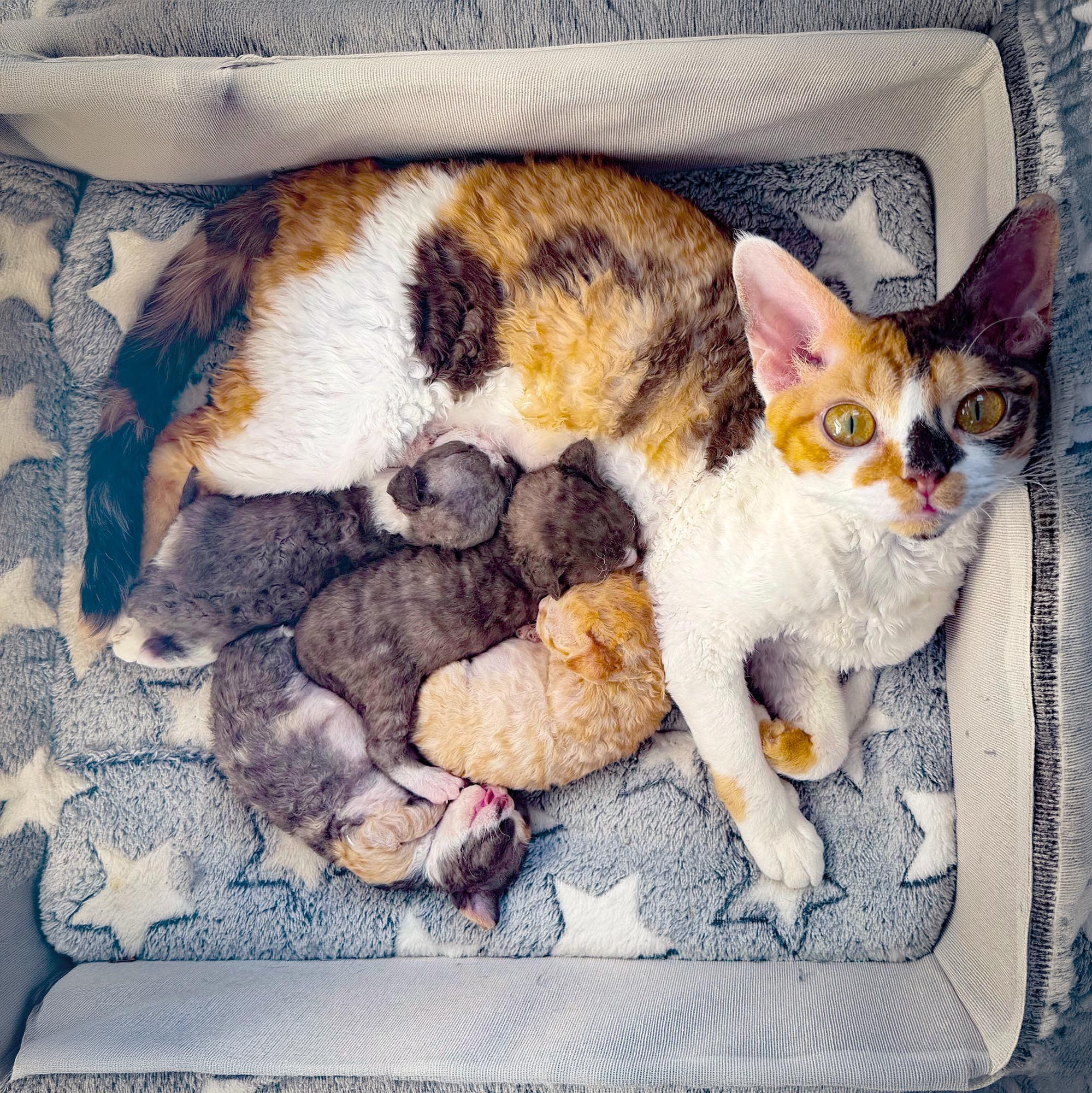 KITTENS. Devon Rex Pixie Cattery