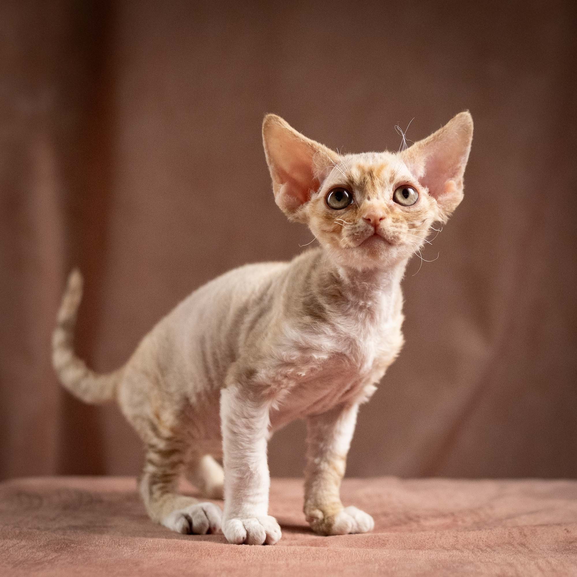 KITTENS. Devon Rex Pixie Cattery