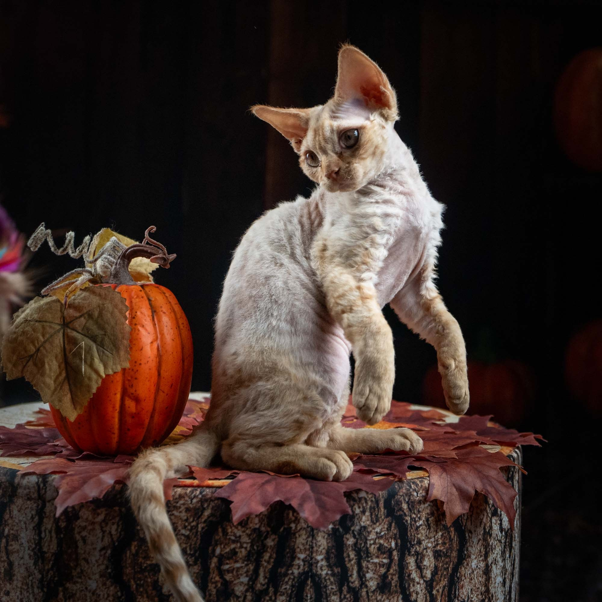Dorito, boy, born on 06.06.24 SOLD. Devon Rex Pixie Cattery