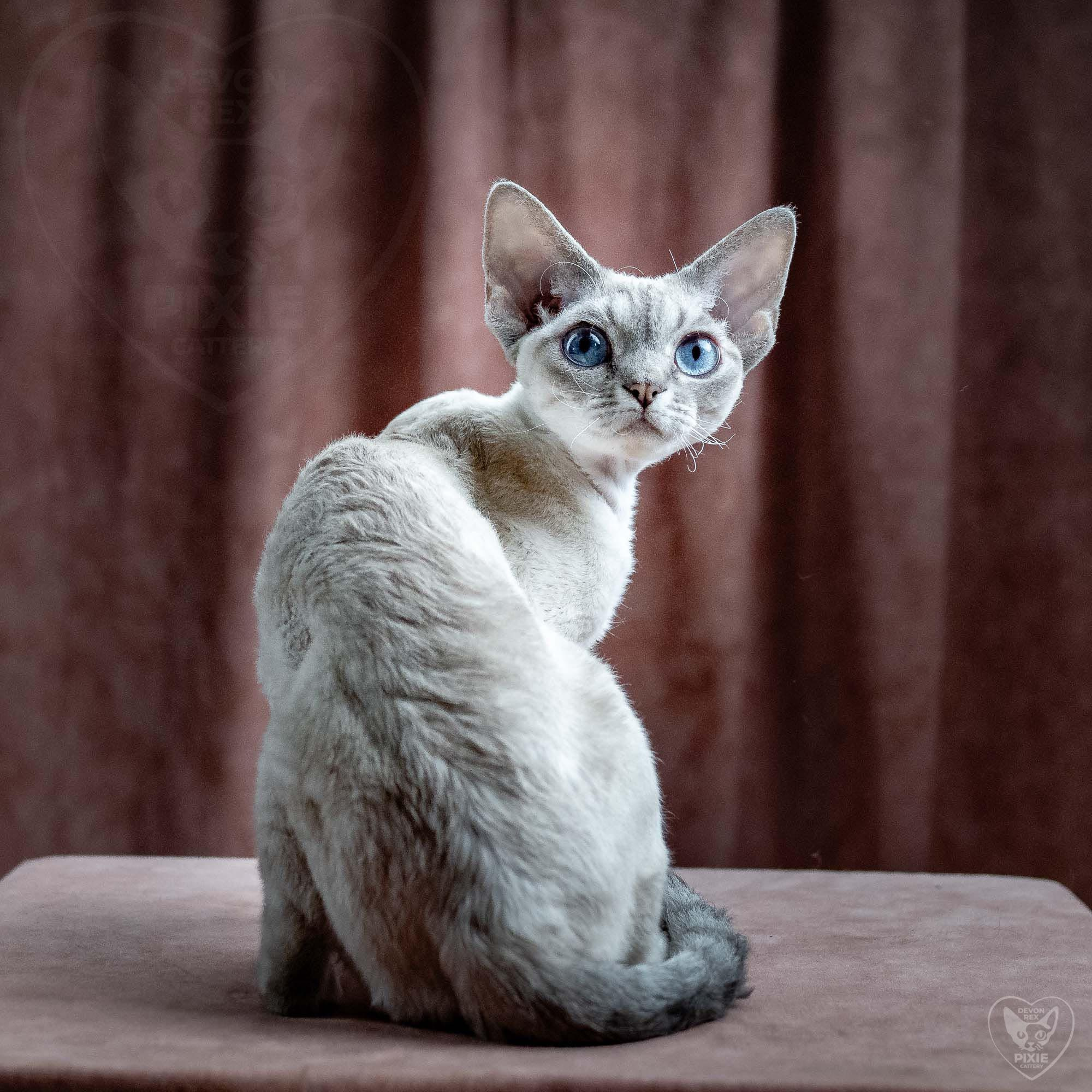 OUR KINGS and QUEENS. Devon Rex Pixie Cattery