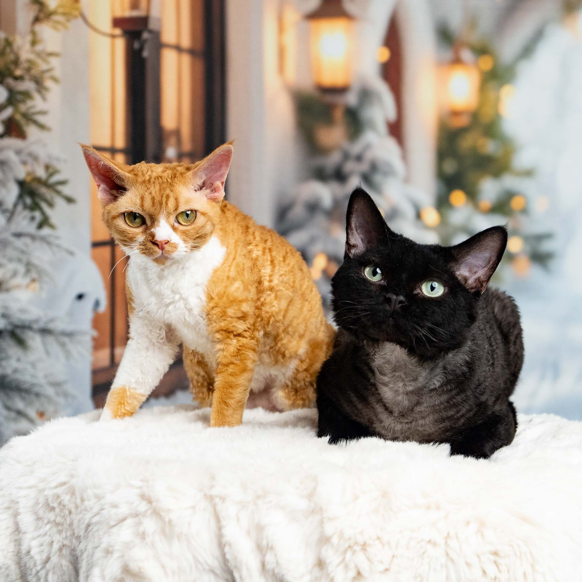 KITTENS. Devon Rex Pixie Cattery