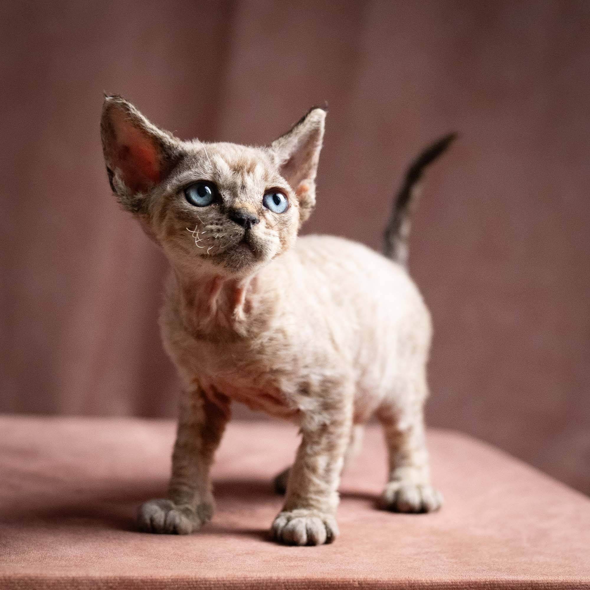 KITTENS. Devon Rex Pixie Cattery