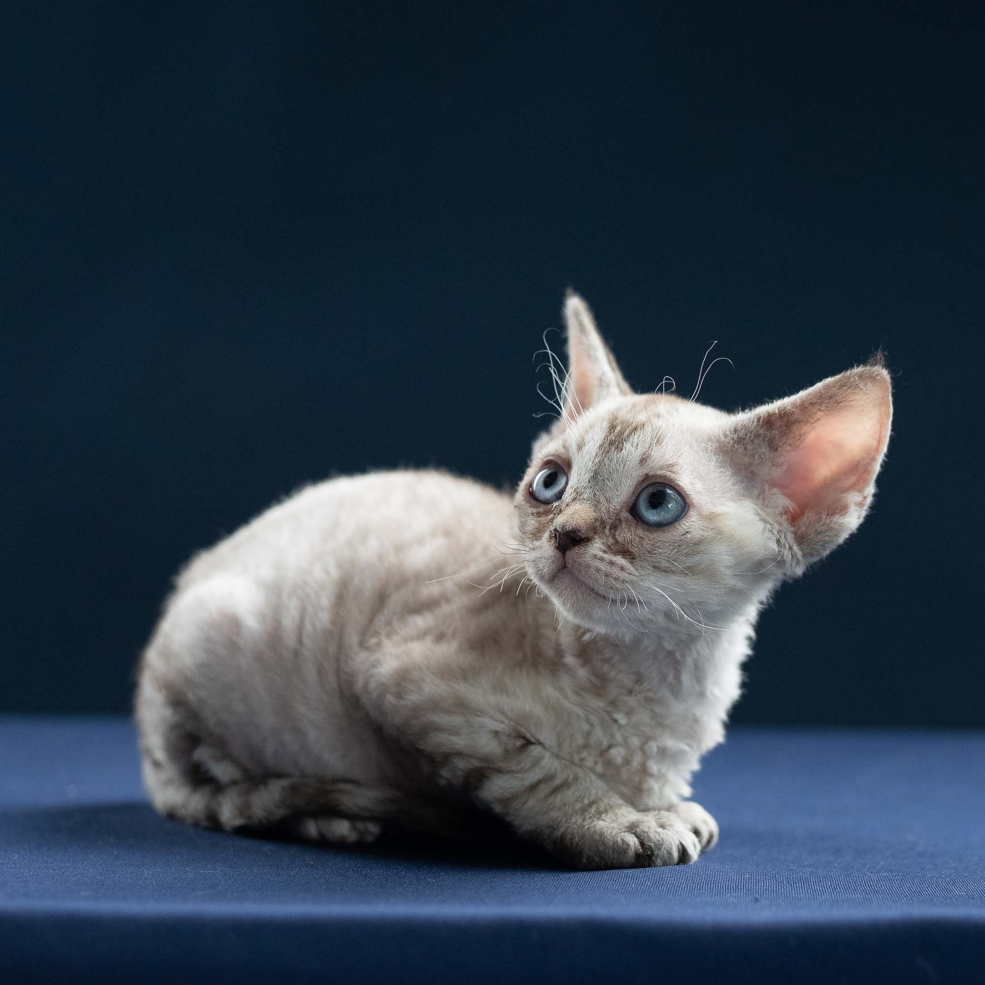 Isla, girl, born 06.01.2025. Devon Rex Pixie Cattery