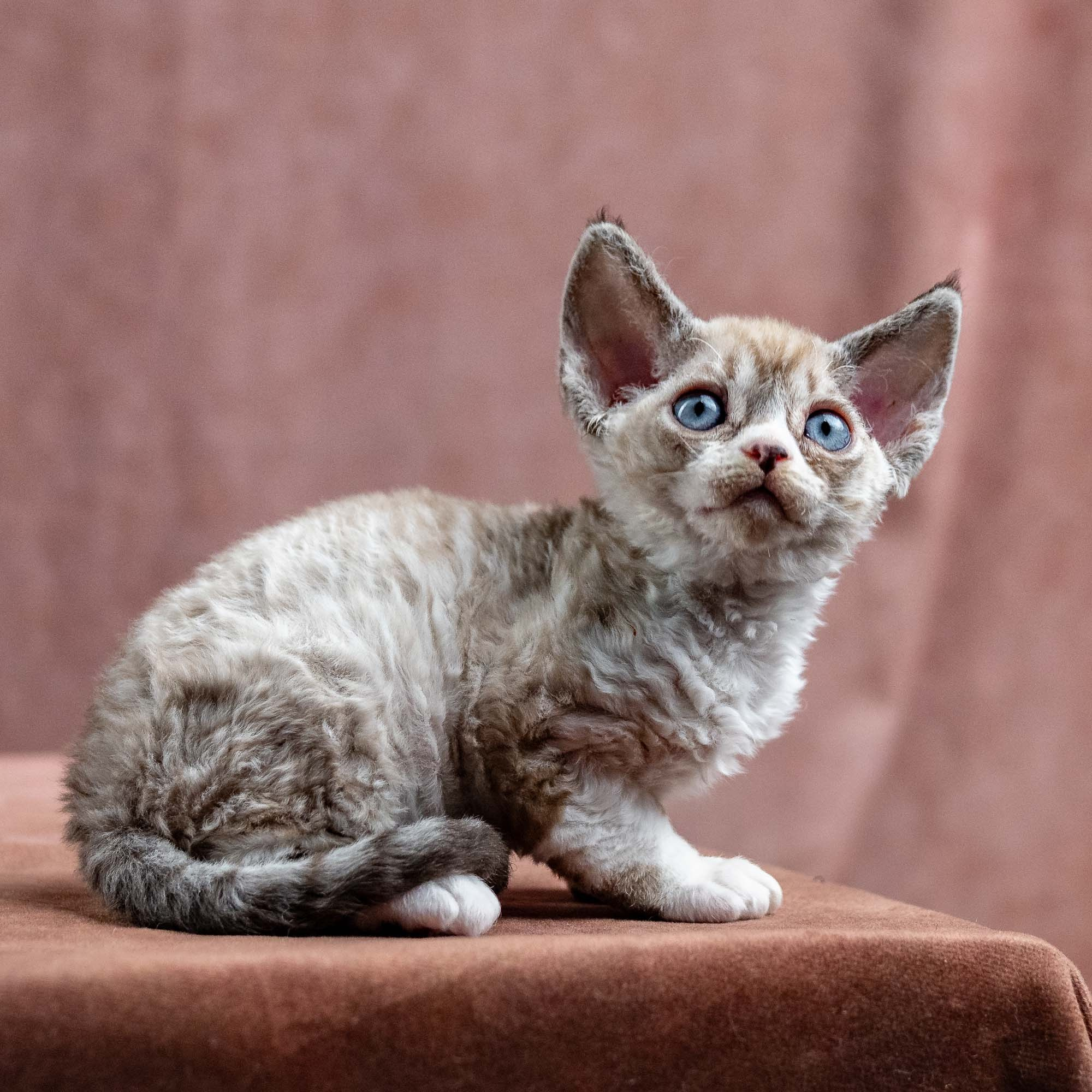 KITTENS. Devon Rex Pixie Cattery