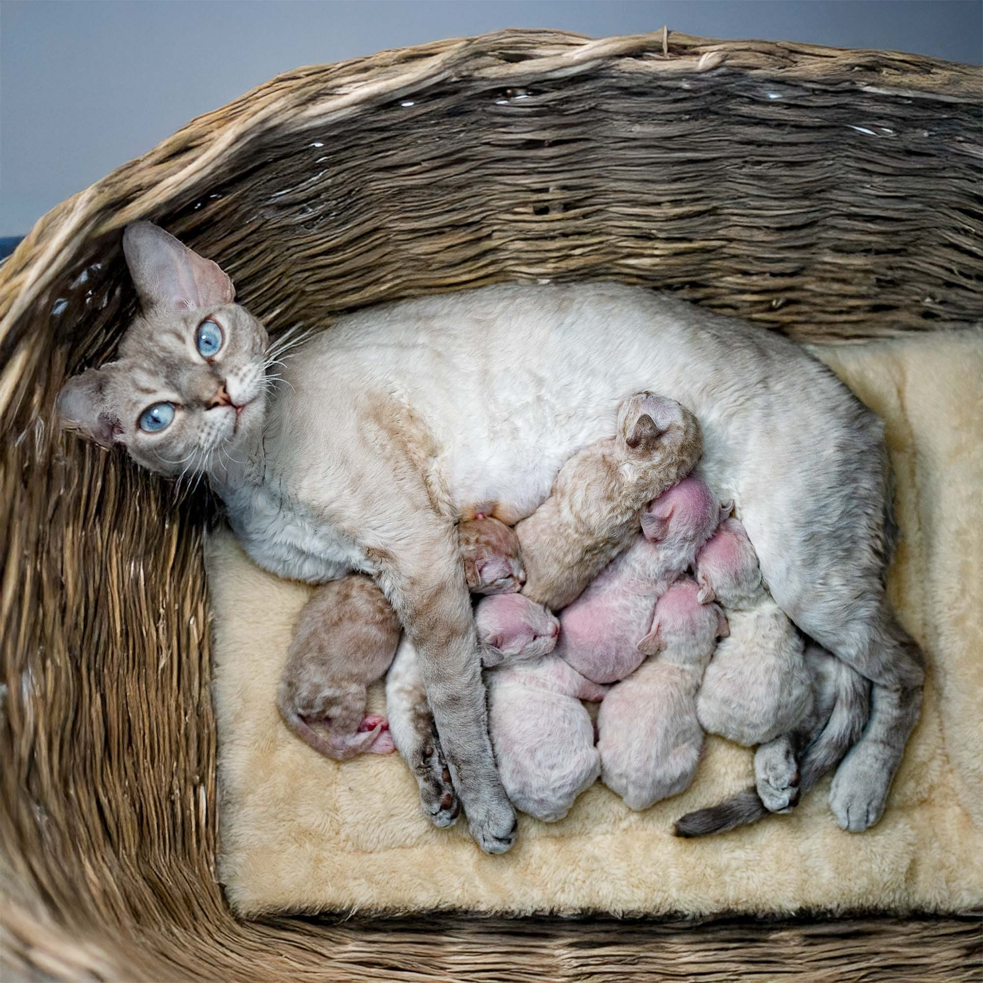 KITTENS. Devon Rex Pixie Cattery