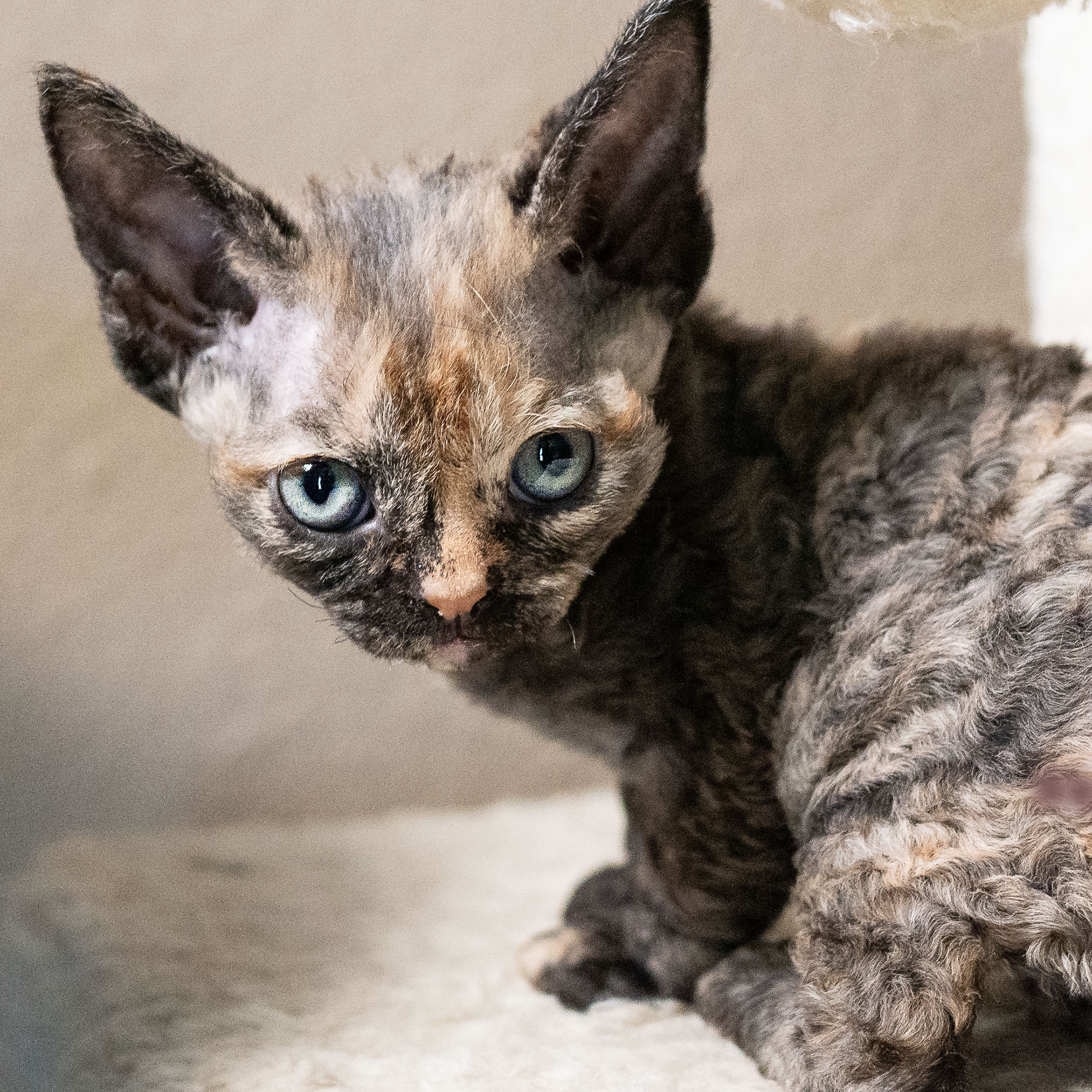 Basma, Girl, born on 29.07.23, SOLD. Devon Rex Pixie Cattery