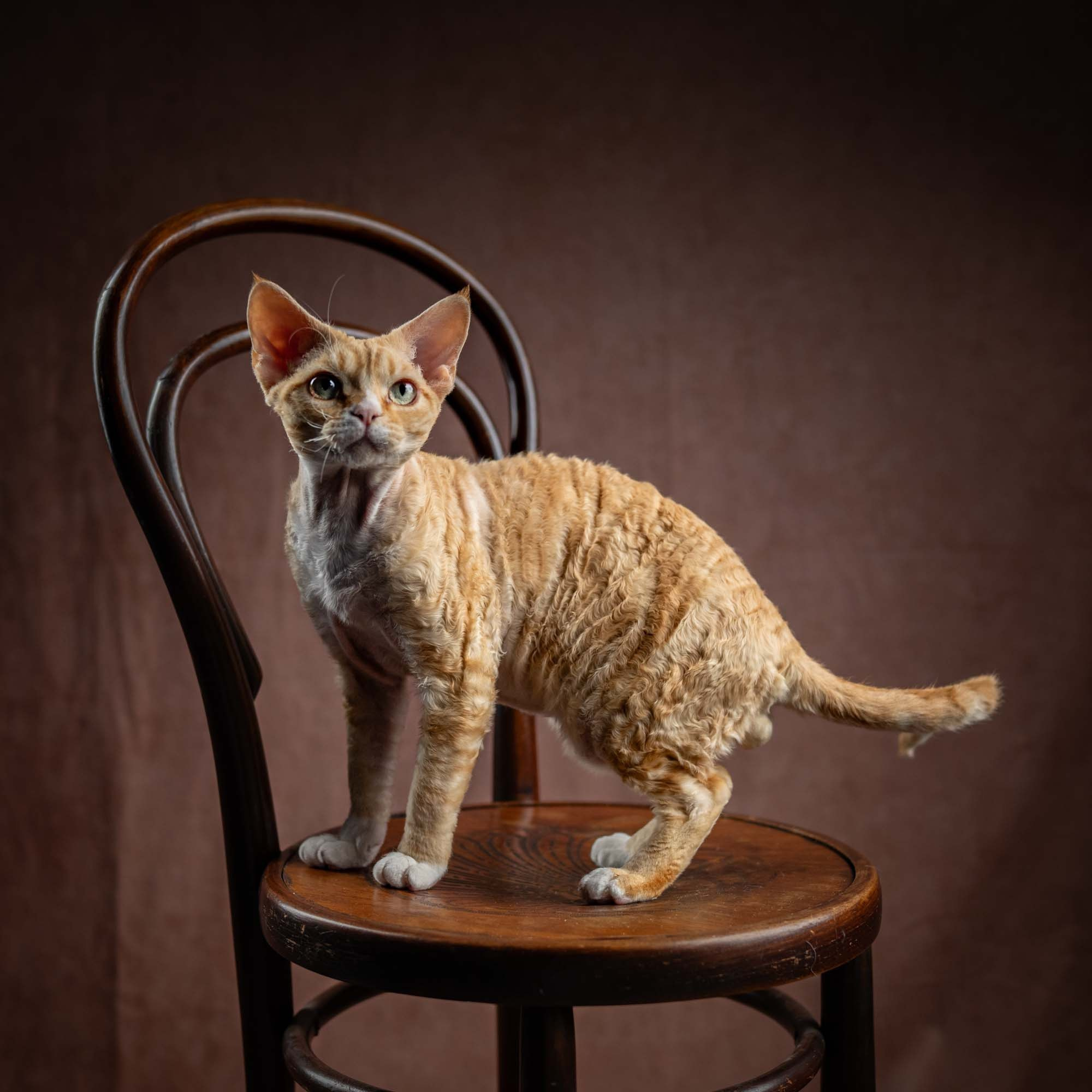 Choux. Devon Rex Pixie Cattery