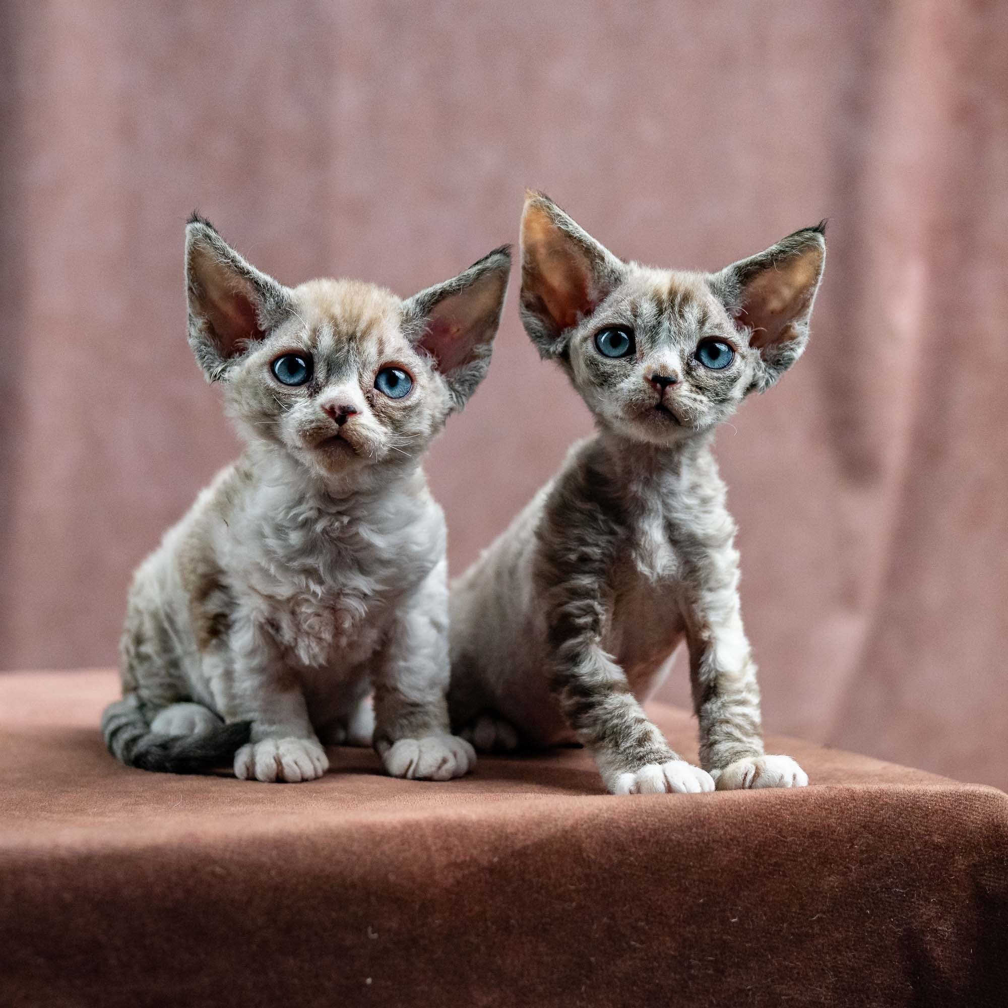 Hunti. Devon Rex Pixie Cattery