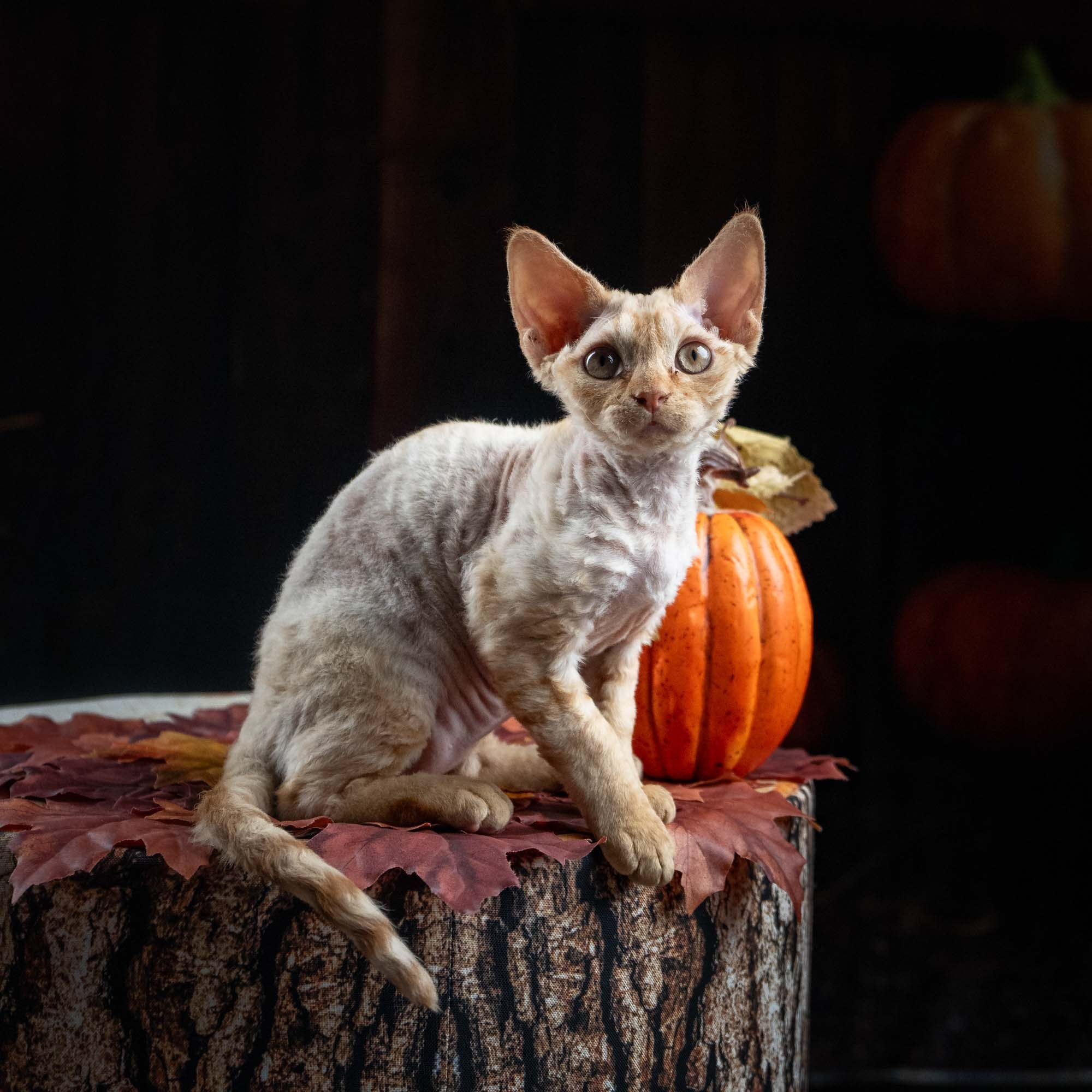 KITTENS. Devon Rex Pixie Cattery
