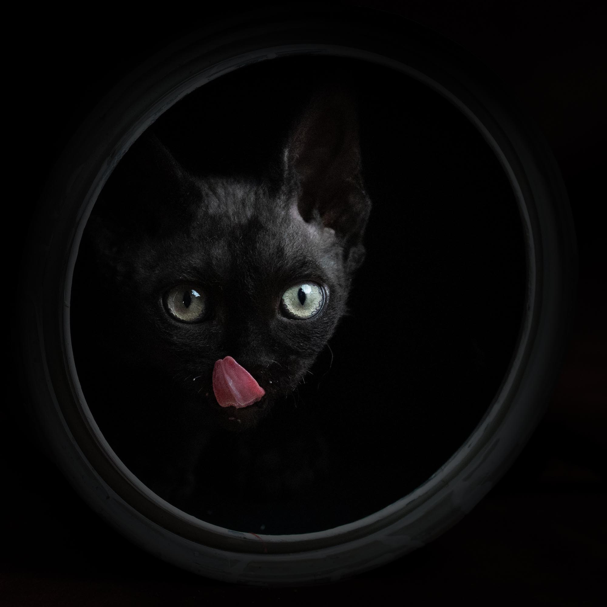 Smoke, boy, born on 04.11.24, Sold. Devon Rex Pixie Cattery