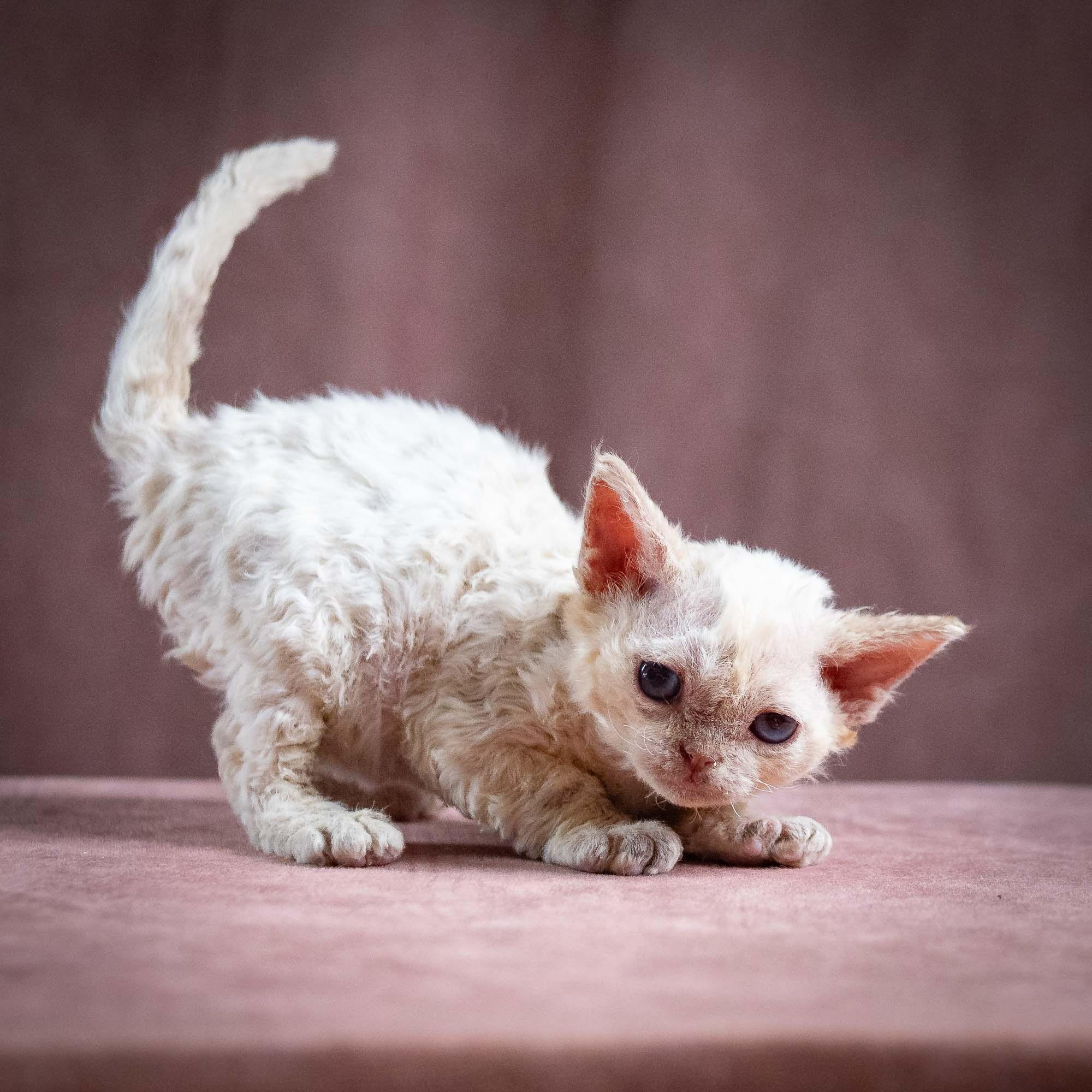 Quennie,  girl, born 02.14.26. Devon Rex Pixie Cattery