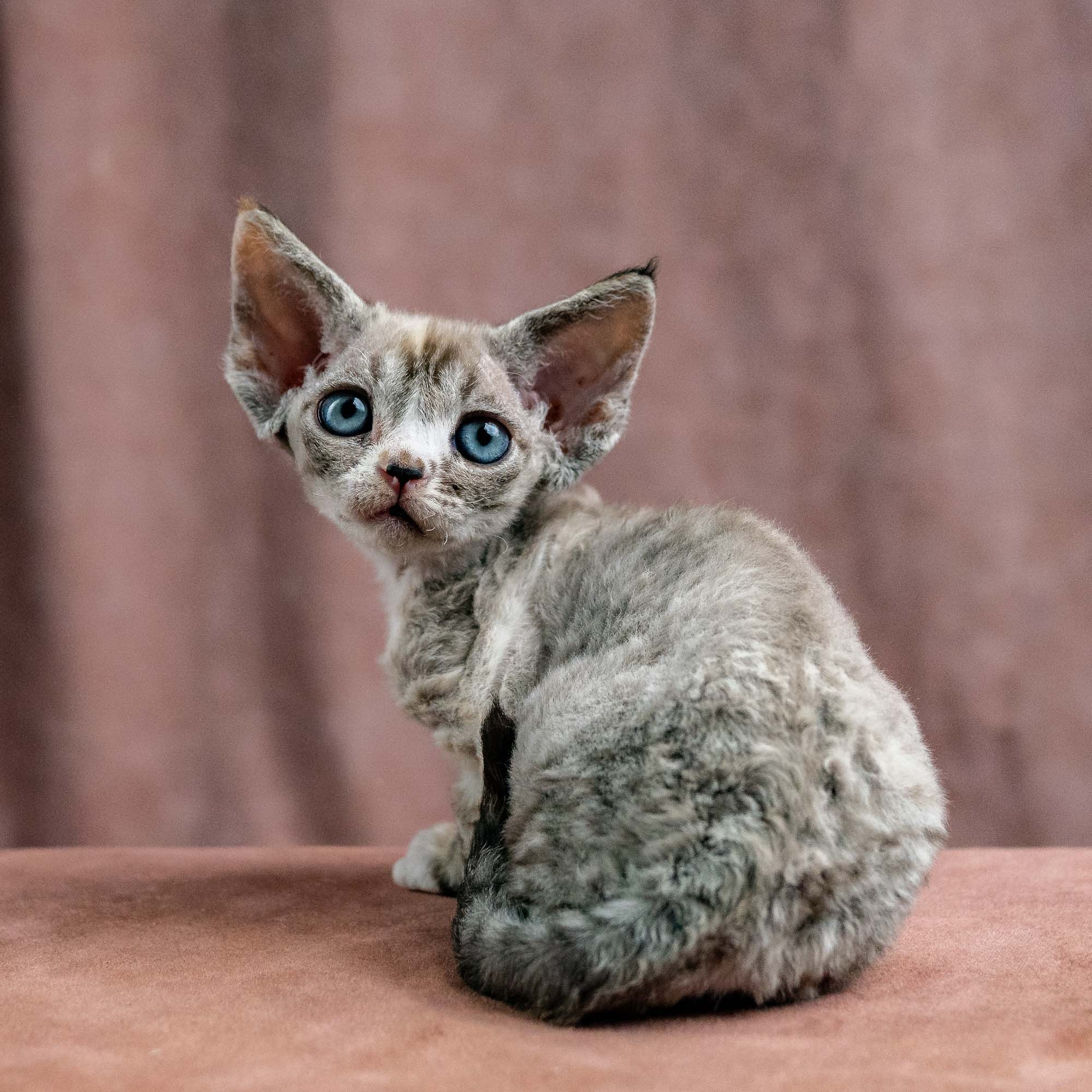 KITTENS. Devon Rex Pixie Cattery