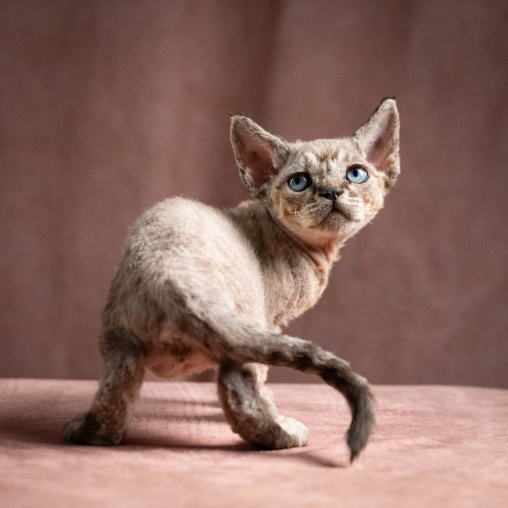 Quincy, boy, born 02.14.26. Devon Rex Pixie Cattery