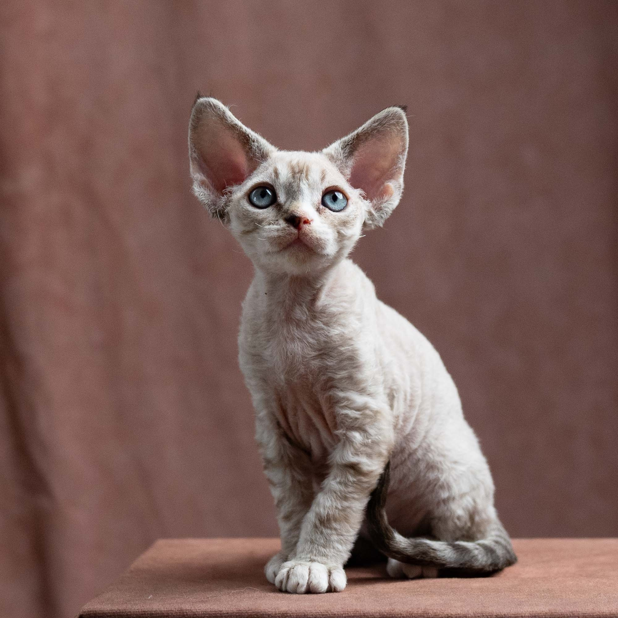 Fuzzy, boy, born on 01.01.25. Devon Rex Pixie Cattery