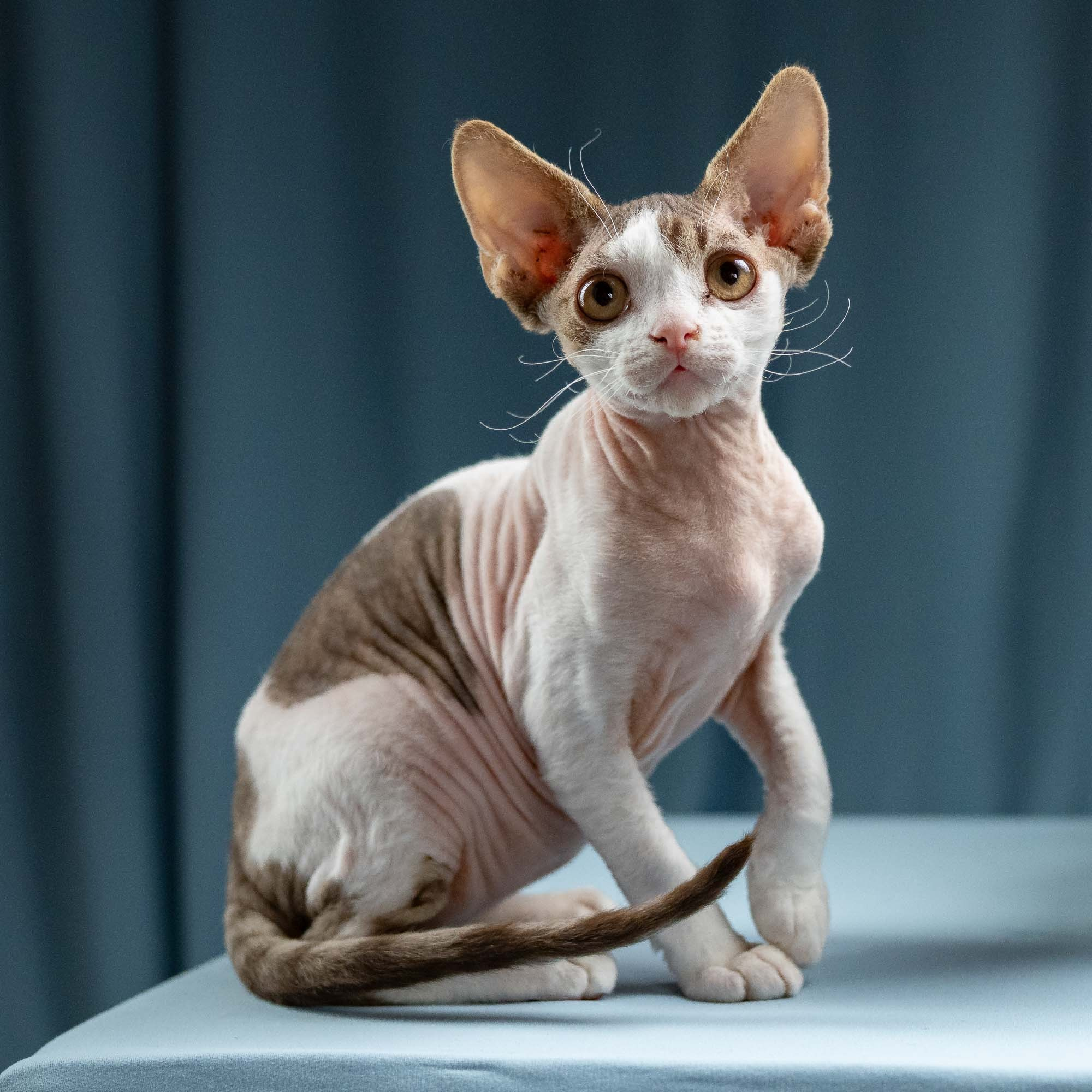 Hermes, boy, born 04.20.25. Devon Rex Pixie Cattery