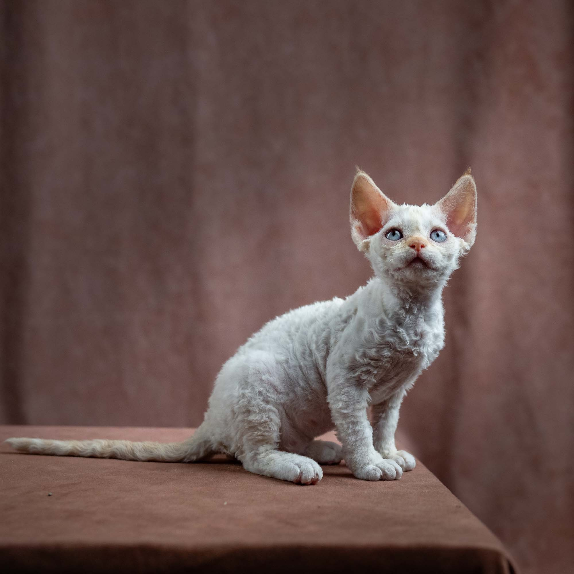 Jasmin, girl, born 06.25.2025. Devon Rex Pixie Cattery
