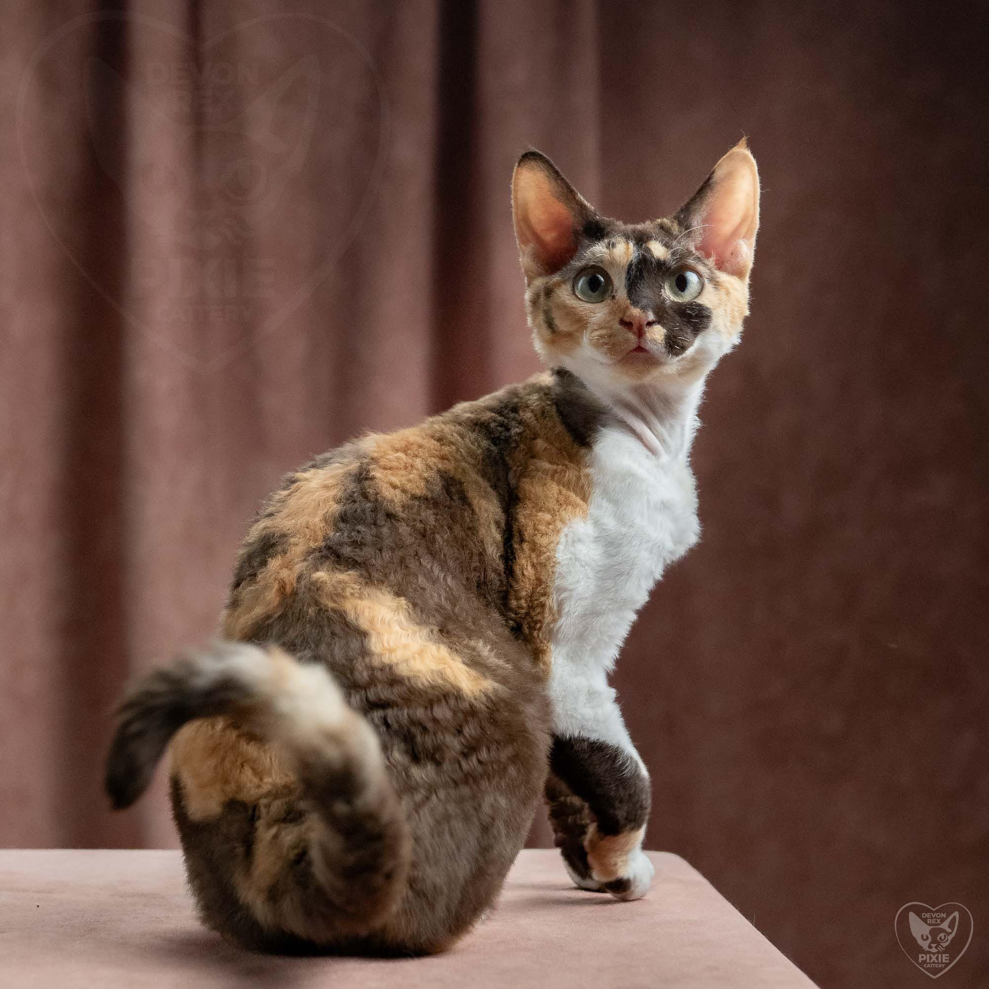 OUR KINGS and QUEENS. Devon Rex Pixie Cattery