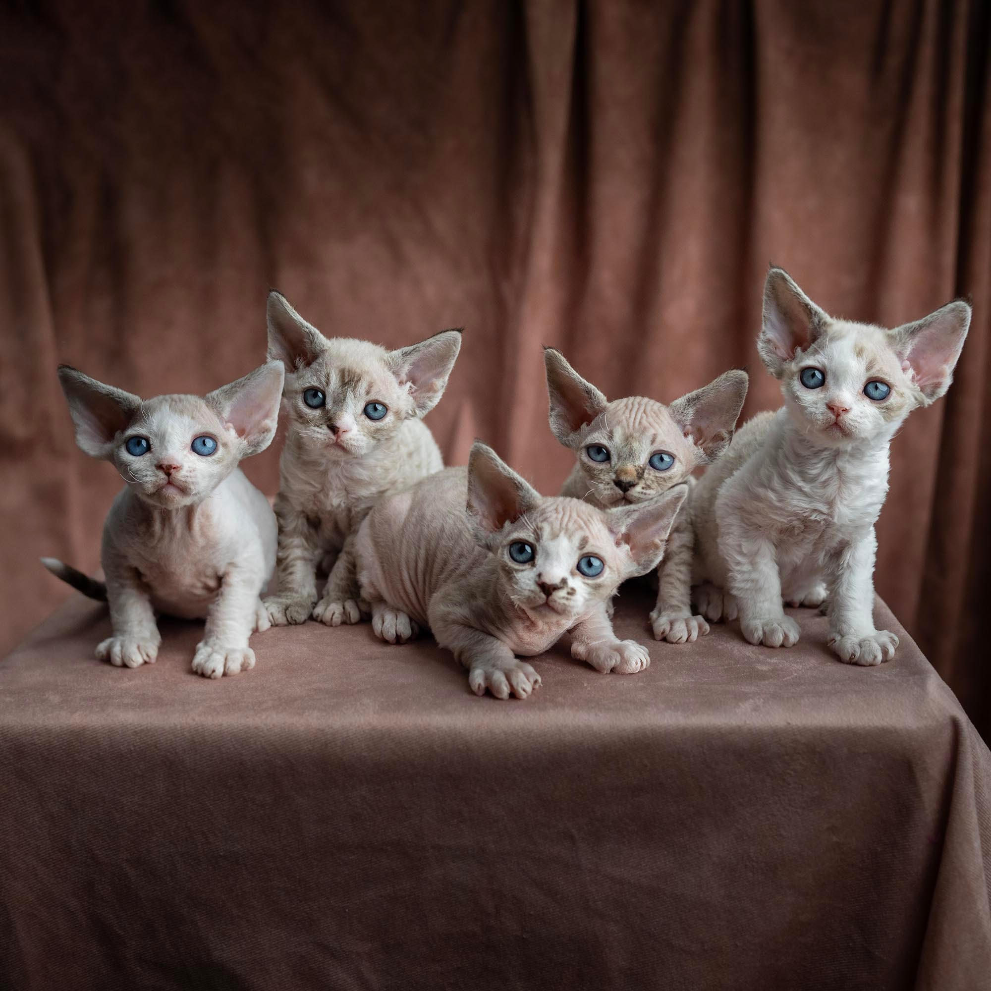 Hunti. Devon Rex Pixie Cattery