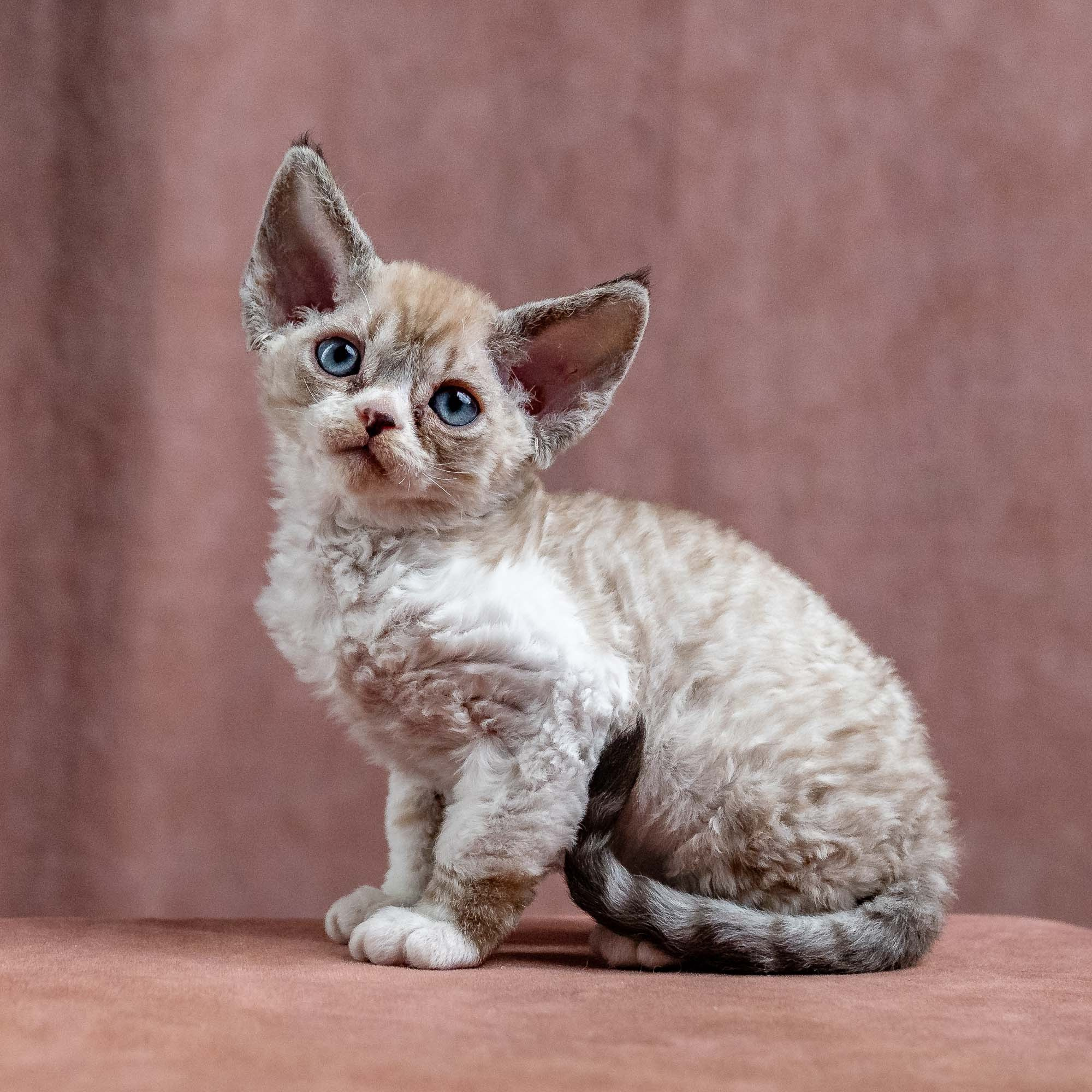 Kai, boy, born 07.02.2025. Devon Rex Pixie Cattery