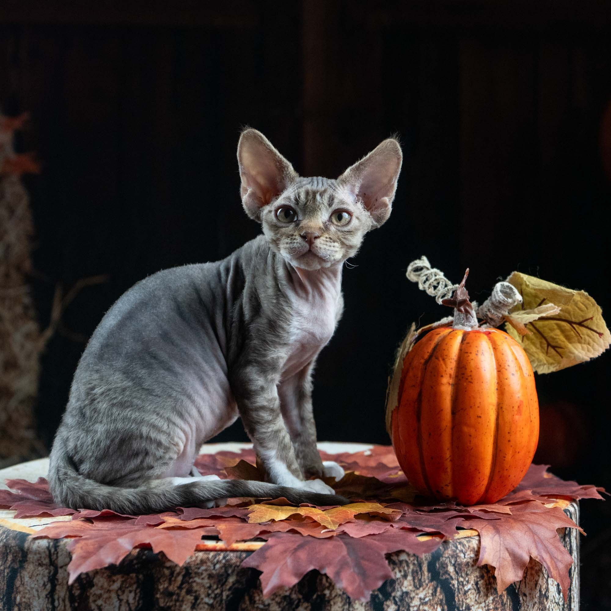 Elvis, boy, born on 06.09.24 SOLD. Devon Rex Pixie Cattery