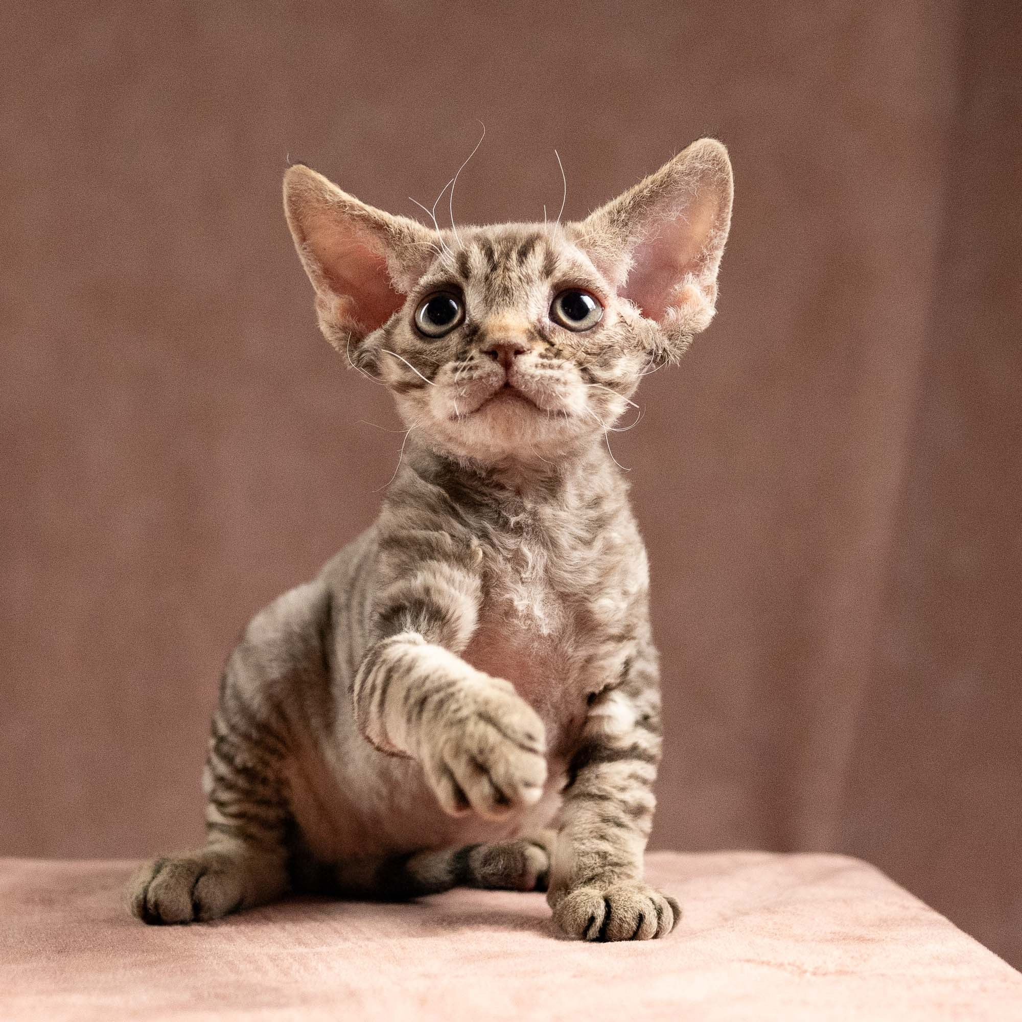KITTENS. Devon Rex Pixie Cattery