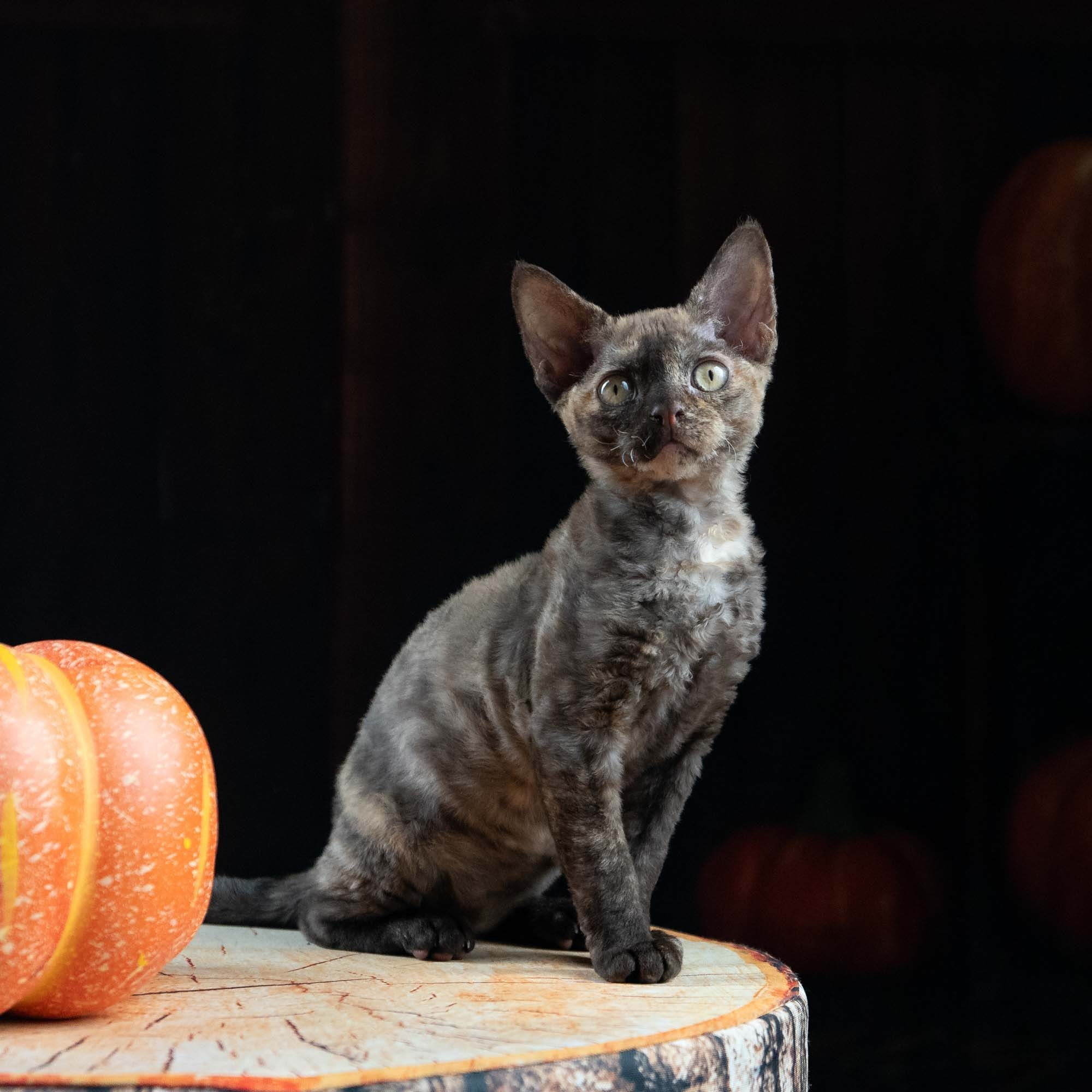 KITTENS. Devon Rex Pixie Cattery