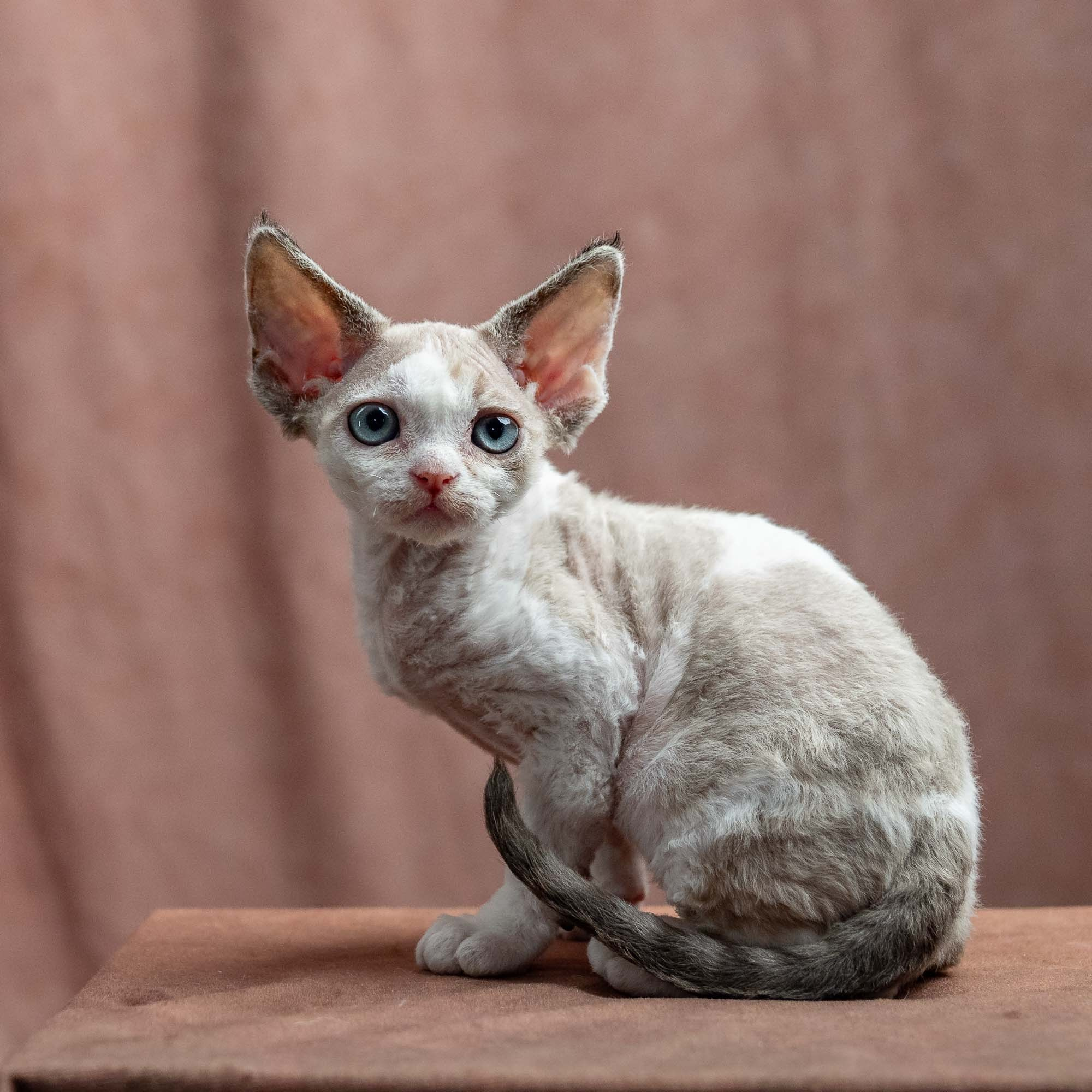 Frodo, boy, born on 01.01.25. Devon Rex Pixie Cattery