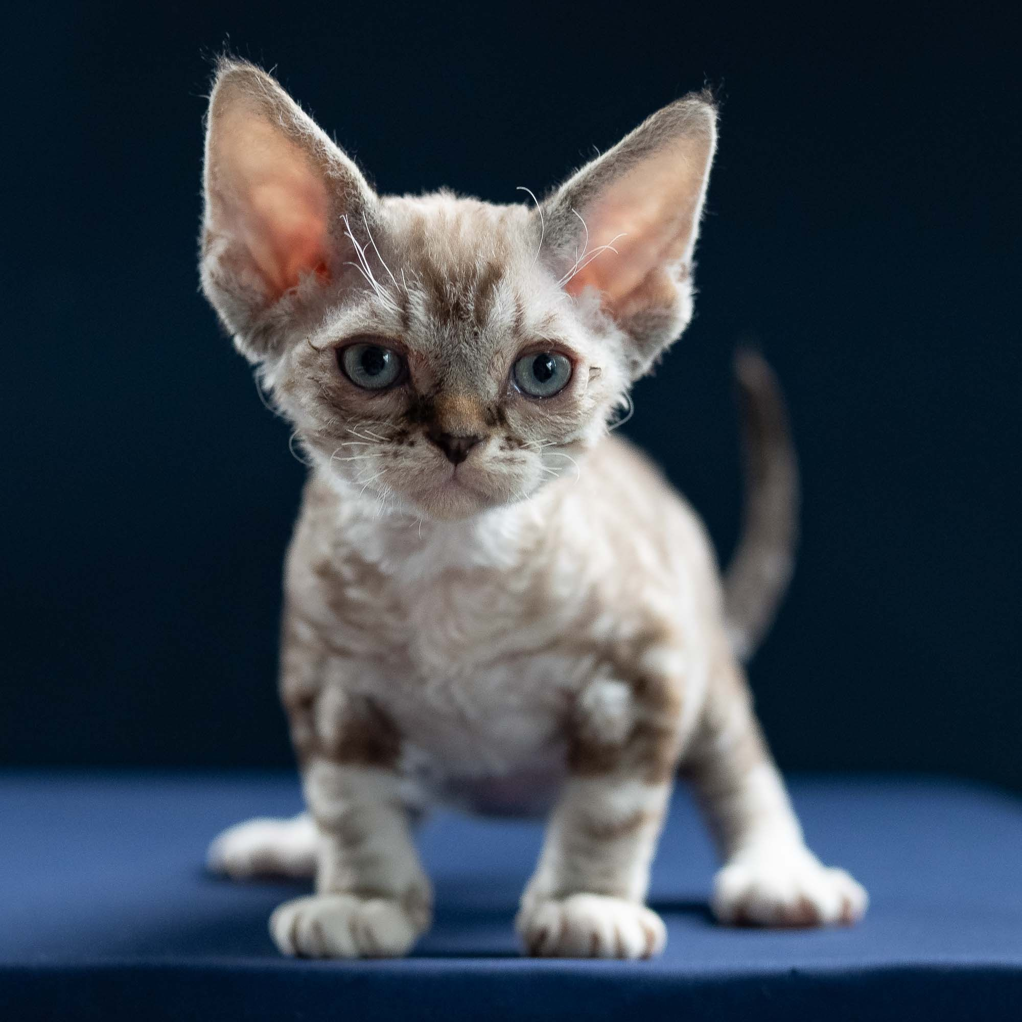 Irwin, boy, born 06.01.2025. Devon Rex Pixie Cattery