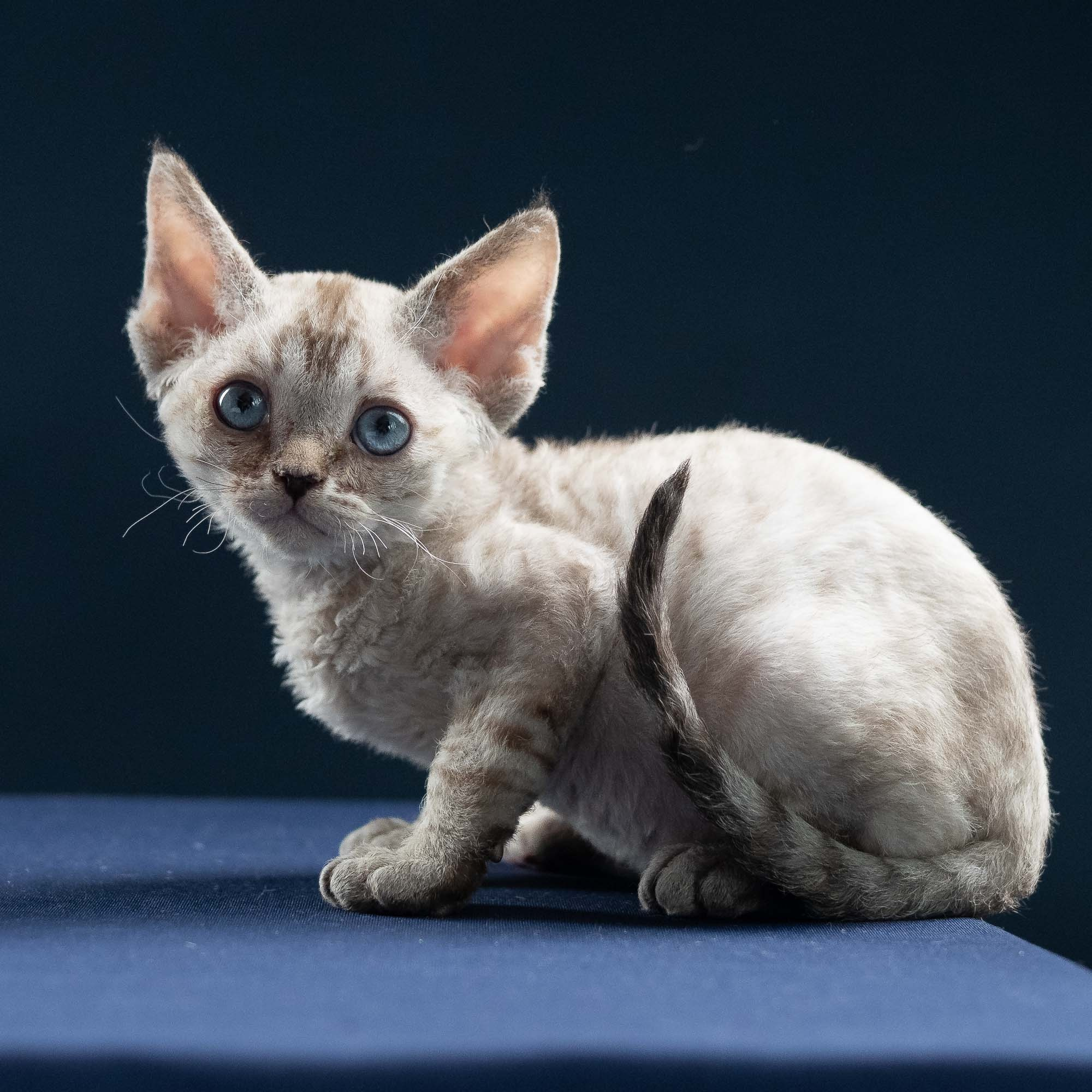 KITTENS. Devon Rex Pixie Cattery
